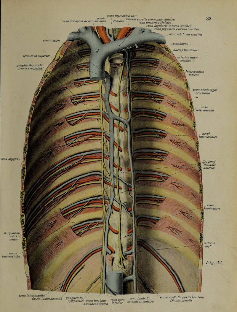 ductus thoracicus vena azygos -- !g. longi¬ tudinale anterius vena intercostalia ' fascia lumbodorsalis ganglion tr.'' sympathies vena lumbalis ascetidens dextra vena cava inferior vena lumbalis ascendens sinistra crura medialia partis lumbalis Diaphragmatis arteria vena anonyma dextra anonyma vena azygos vena thyreo idea ima trachea ar^er^a carotis communis sinistra cnea. yena anonyma sinistra ,vena jugularis interna sinistra ^ vCna jugularis externa sinistra __ vena subclavia sinistra oesophagus X Intercostales interni vena hemiazygos accessoria , vasa intercostalia n. splanch- nicus e' major venae intercostales cisterna chyli Fig. 22. vena cava superior ganglia thoracalia trunci sympathici