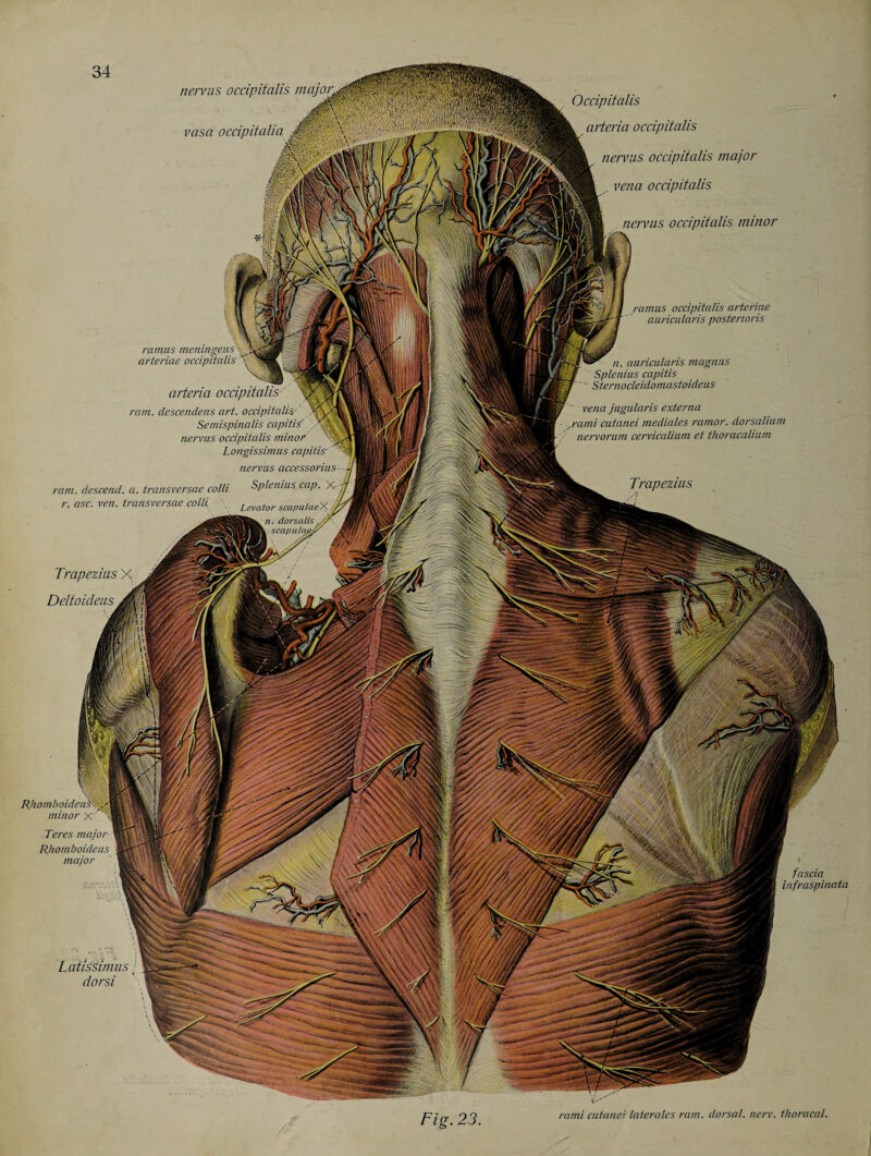 nervus occipitalis major^r Occipitalis v arteria occipitalis nervus occipitalis major . vena occipitalis vasa occipitalia nervus occipitalis minor ramus occipitalis arteriae auricularis posterioris ramus memngeus arteriae occipitalis \ ^ n. auricularis magnus Splenius capitis Sternocleidomastoideus arteria occipitalis vpoSti ram. descendens art. occipitalisr 'sVil Semispinalis capitis' nervus occipitalis minor Longissimus capitis' ' nervus accessorius . a. transversae colli Splenius cap. X- transversae colli „ Lemtor scaplllaeyA ^dorsalis j/r- scapula#// ,  vena jugulans externa rami cutanei mediales ramor. dorsalium nervorum cervicalium et thoracaliuni Trapezius Rhotnboideui y\ minor X' \ Teres major Rhomboideus major Latissimus dorsi rami cutanei. laterales ram. dorsal, nerv. thoracal.
