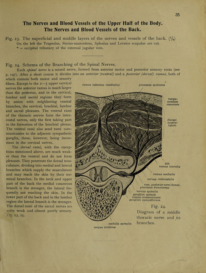 The Nerves and Blood Vessels of the Upper Half of the Body. The Nerves and Blood Vessels of the Back. Fig. 23. The superficial and middle layers of the nerves and vessels of the back. (1/3) On the left the Trapezius, Sterno-mastoideus, Splenius and Levator scapulae are cut. * = occipital tributary of the external jugular vein. Fig. 24. Schema of the Branching of the Spinal Nerves. Each spinal nerve is a mixed nerve, formed from anterior motor and posterior sensory roots (see p. 147). After a short course it divides into an anterior (ventral) and a posterior (dorsal) ramus, both of which contain both motor and sensory fibres. Except in the 2—3 upper cervical nerves the anterior ramus is much larger than the posterior, and in the cervical, lumbar and sacral regions they form by union with neighboring ventral branches, the cervical, brachial, lumbar and sacral plexuses. The ventral rami of the thoracic nerves form the inter¬ costal nerves, only the first taking part in the formation of the brachial plexus. The ventral rami also send rami com- municantes to the adjacent sympathetic ganglia, these, however, being incon¬ stant in the cervical nerves. The dorsal rami, with the excep¬ tions mentioned above, are much weak¬ er than the ventral and do not form plexuses. They penetrate the dorsal mus¬ culature, dividing into medial and lateral branches which supply the musculature and may reach the skin by their ter¬ minal branches. In the neck and upper part of the back the medial cutaneous branch is the stronger, the lateral fre¬ quently not reaching the skin. In the lower part of the back and in the lumbar region the lateral branch is the stronger. The dorsal rami of the sacral nerves are quite weak and almost purely sensory. Tig. 23, 25. ramus cutaneus (medialis) processus spinosus / integu- mentum commune Rib ramus lateralis ramus medialis \ nervus intercostalis ram. posterior nervi thorac. x processus iransversus > \ ' nervus spinalis ganglion spinale ramus communicans ganglion sympathicum Fig. 24. Diagram of a middle thoracic nerve and its \ *■ medulla spinalis branches. Dorsal muscu- lature corpus vertebrae