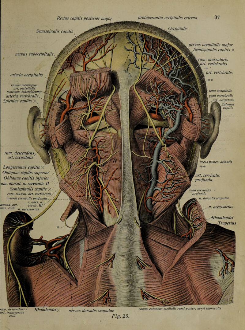Rectus capitis posterior major Semispinalis capitis protuberantia occipitalis externa Occipitalis 37 nervus suboccipitalis. arteria occipitalis ramus meningeus art. occipitalis (emissar. mastoideum) arteria vcrtebralis^ § Splenius capitis X nervus occipitalis major Semispinalis capitis X ram. muscular is ärt. vertebralis + art. vertebralis yena occipitalis ypna vertebralis art, occipitalis Splenius capitis ram. descendens /'■ art. occipitalis' Longissimus capitis X! ; Obliquus capitis superior Obliquus capitis inferior tarn, dorsal, n. cervicalis II / * Semispinalis capitis X.'' ram. muscul. art. vertebralis arteria cervicalis profunda . f r. dors. n. ascend, art. , cervic. Ill ' insv. colli ram. descendens / art. transversae Rhomboidet X nervus dorsalis scapulae ramus cutaneus medialis rami poster, nervi thoracalis