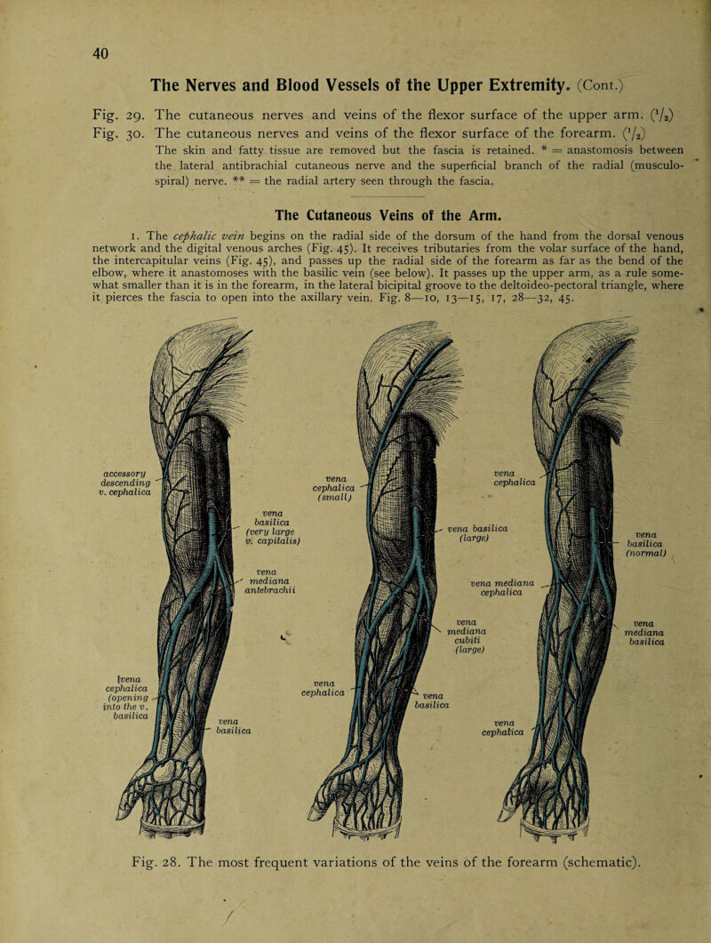 The Nerves and Blood Vessels of the Upper Extremity. (Cont.) Fig. 29. The cutaneous nerves and veins of the flexor surface of the upper arm. (x/2) Fig. 30. The cutaneous nerves and veins of the flexor surface of the forearm. (]/2) The skin and fatty tissue are removed but the fascia is retained. * = anastomosis between the lateral antibrachial cutaneous nerve and the superficial branch of the radial (musculo- spiral) nerve. ** = the radial artery seen through the fascia. The Cutaneous Veins of the Arm. 1. The cephalic vein begins on the radial side of the dorsum of the hand from the dorsal venous network and the digital venous arches (Fig. 45). It receives tributaries from the volar surface of the hand, the intercapitular veins (Fig. 45), and passes up the radial side of the forearm as far as the bend of the elbow, where it anastomoses with the basilic vein (see below). It passes up the upper arm, as a rule some¬ what smaller than it is in the forearm, in the lateral bicipital groove to the deltoideo-pectoral triangle, where it pierces the fascia to open into the axillary vein. Fig. 8—10, 13—15, 17, 28—32, 45. vena mediana antebrachii accessory descending v. cephalica vena basilica (very large v. capitalis) (vena cephalica (opening into the v. basilica vena basilica vena basilica (normal) vena mediana basilica vena cephalica (small) vena cephalica vena cephalica vena basilica (large) vena mediana cephalica vena mediana cubiti (large) vena basilica vena cephalica Fig. 28. The most frequent variations of the veins of the forearm (schematic). /