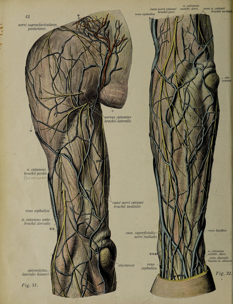 nervi suprada posteriores n. cutaneus. brachii poster epicondylus lateralis humeri Fig. 31. vena cephalica n. cutaneus ante- brachii dorsalis ole¬ cranon ''rarni nervi cutanei brachii medialis us cutaneus brachii lateralis nun. superficialis nervi radialis olecranon vena cephalica n. cutaneus antebr. dors, rani, dorsalis manus n. ulnaris Fig. 32. rami nervi cutanei , ,. brachii post, vena cephalica n. cutaneus antebr. dors. rann n. cutanei brachii medialis