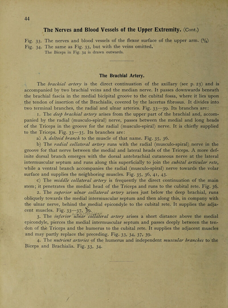 The Nerves and Blood Vessels of the Upper Extremity. (Cont.) Fig- 33- The nerves and blood vessels of the flexor surface of the upper arm. (V2) Fig. 34. The same as Fig. 33, but with the veins omitted. The Biceps in Fig. 34 is drawn outwards. The Brachial Artery. The brachial artery is the direct continuation of the axillary (see p. 23) and is accompanied by two brachial veins and the median nerve. It passes downwards beneath the brachial fascia in the medial bicipital groove to the cubital fossa, where it lies upon the tendon of insertion of the Brachialis, covered by the lacertus fibrosus. It divides into two terminal branches, the radial and ulnar arteries. Fig. 33—39. Its branches are: 1. The deep brachial artery arises from the upper part of the brachial and, accom¬ panied by the radial (musculo-spiral) nerve, passes between the medial and long heads of the Triceps in the groove for the radial (musculo-spiral) nerve. It is chiefly supplied to the Triceps. Fig. 33—35. Its branches are: a) A deltoid branch to the muscle of that name. Fig. 35, 36. b) The radial collateral artery runs with the radial (musculo-spiral) nerve in the groove for that nerve between the medial and lateral heads of the Triceps. A more def¬ inite dorsal branch emerges with the dorsal antebrachial cutaneous nerve at the lateral intermuscular septum and runs along this superficially to join the cubital articular rete, while a ventral branch accompanies the radial (musculo-spiral) nerve towards the volar surface and supplies the neighboring muscles. Fig. 35, 36, 41, 43. c) The middle collateral artery is frequently the direct continuation of the main stem; it penetrates the medial head of the Triceps and runs to the cubital rete. Fig. 3^. 2. The superior ulnar collateral artery arises just below the deep brachial, runs obliquely towards the medial intermuscular septum and then along this, in company with the ulnar nerve, behind the medial epicondyle to the cubital rete. It supplies the adja¬ cent muscles. Fig. 33—37, 39. 3. The inferior ulnar collateral artery arises a short distance above the medial epicondyle, pierces the medial intermuscular septum and passes deeply between the ten¬ don of the Triceps and the humerus to the cubital rete. It supplies the adjacent muscles and may partly replace the preceding. Fig. 33, 34, 37, 39. 4. The nutrient arteries of the humerus and independent muscular branches to the Biceps and Brachialis. Fig. 33, 34. /