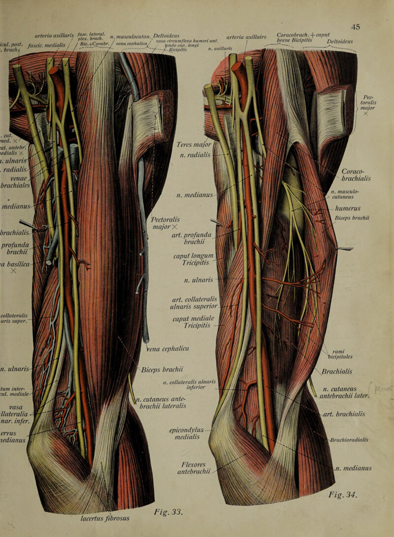 medianus arteria axillaris f°ff- l?tercjf- n. musculocutan.Deltoideus . , / / ' ‘ / , . / vasci circumflexa humeri ant. icul. post, fascic. medialis / / Bic^Corabr., vena.cephahca, . ^ndo cap. lonsi .brach.i J /.—/ / - —/-—A-Sicipitis n.a: arteria axillairs Corctcobrach. -j- caput breve Bicipltis Deltoideus -ASicipitis . cut. •ned. ut. antebi'. ledialis X i. ulnaris . radialis. venae brachiales brachialis. profunda brachii ■a basilica X n. axillaris collateralis aris super. n. ulnaris turn inter¬ till. mediale vasa llateralia nar. infer ervus ledianus Teres major n. radialis n. medianus Pectoralis major X art. profunda brachii caput longum Tricipitis n. ulnaris art. collaterals ulnaris superior caput mediale Tricipitis Vena cephalica Biceps brachii a. collateralis ulnaris inferior //. cutaneus ante- brachii lateralis epicondylus medialis Flexores antebrachii Coraco- brachialis • humerus Biceps brachii n. musculo- cutaneus rami . Brachialis Pec¬ toralis major X n. cutaneus antebrachii later. brachialis medianus Fig. 34. lacertus fibrosus