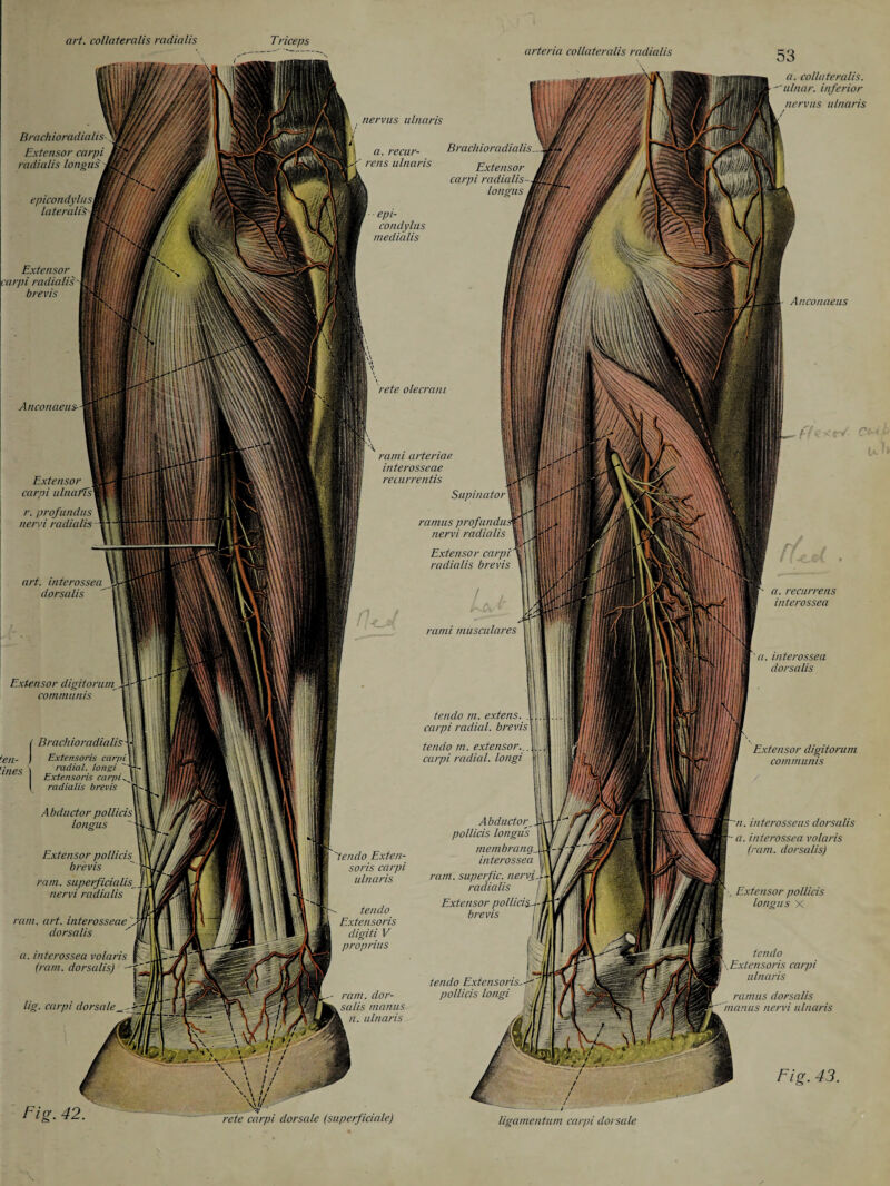 art. co/lateralis radialis m Triceps arteria collateralis radialis a. collateralis. ''ulnar, inferior nervus ulnaris Brachio radialis- Extensor carpi radialis lonnus epicondylusl lateralis Extensor arpi radialis brevis Anconaeus Anconaeus- Extensor carpi ulna ids r. profundus nervi radialis- art. interossea dorsalis Extensor digitonun_\ communis ten - j mes Fig. 42. Brachioradialis Extensoris carpi radial, longi Extensoris carpi radialis brevis Abductor poll ids lotions Extensor pollicis brevis ram. superficialis nervi radialis ram. art. interosseae dorsalis a. interossea volaris f\ (ram. dorsalis) lig. carpi dorsale gp«. interosseus dorsalis a. interossea volaris (ram. dorsalis) tendo \Extensoris carpi ulnaris ramus dorsalis inarms nervi ulnaris Fig. 43. rete carpi dorsale (superficiale) ligamentum carpi dorsale