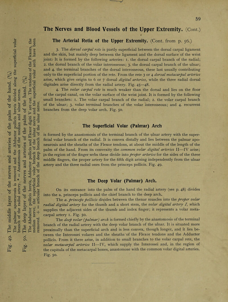 T; ui <V CD C g It* ft XI ü o .w ^ „, o - C3 £ 2 O g ^ S.Ö S3 in <u Oh' 0\ Vt o 1-0 fcuo • T—I U-1 _bjo The Nerves and Blood Vessels of the Upper Extremity. (Cont.) 9 The Arterial Retia of the Upper Extremity. (Cont. from p. 56.) 3. The dorsal carpal rete is partly superficial between the dorsal carpal ligament and the skin, but mainly deep between the ligament and the dorsal surface of the wrist joint: It is formed by the following arteries: 1. the dorsal carpal branch of the radial; 2. the dorsal branch of the volar interosseous; 3. the dorsal carpal branch of the ulnar; and 4. the terminal branches of the dorsal interosseous, these last usually contributing only to the superficial portion of the rete. From the rete 3 or 4 dorsal metacarpal arteries arise, which give origin to 6 or 7 dorsal digital arteries, while the three radial dorsal digitales arise directly from the radial artery. Fig. 45—48. 4. The volar carpal rete is much weaker than the dorsal and lies on the floor of the carpal canal, on the volar surface of the wrist joint. It is formed by the following small branches: 1. The volar carpal branch of the radial; 2. the volar carpal branch of the ulnar; 3. volar terminal branches of the volar interosseous; and 4. recurrent branches from the deep volar arch. Fig. 50. The Superficial Volar (Palmar) Arch is formed by the anastomosis of the terminal branch of the ulnar artery with the super¬ ficial volar branch of the radial. It is convex distally and lies between the palmar apo¬ neurosis and the sheaths of the Flexor tendons, at about the middle of the length of the palm of the hand. From its convexity the common volar digital arteries II—IV arise; in the region of the finger webs these divide into proper arteries for the sides of the three middle fingers, the proper artery for the fifth digit arising independently from the ulnar artery and the three radial ones from the princeps pollicis. Fig. 49. The Deep Volar (Palmar) Arch. On its entrance into the palm of the hand the radial artery (see p. 48) divides into the a. princeps pollicis and the chief branch to the deep arch. The a. princeps pollicis divides between the thenar muscles into the proper volar radial digital artery for the thumb and a short stem, the volar digital artery I, which supplies the adjacent sides of the thumb and index finger; it represents a volar meta¬ carpal artery 1. Fig. 50. The deep volar (palmar) arch is formed chiefly by the anastomosis of the terminal branch of the radial artery with the deep volar branch of the ulnar. It is situated more proximally than the superficial arch and is less convex, though longer, and it lies be¬ tween the Interossei volares and the sheaths of the Flexor tendons and the Adductor pollicis. From it there arise, in addition to small branches to the volar carpal rete, the volar metacarpal arteries II—IV, which supply the Interossei and, in the region of the capitula of the metacarpal bones, anastomose with the common volar digital arteries. Fig. 5°-