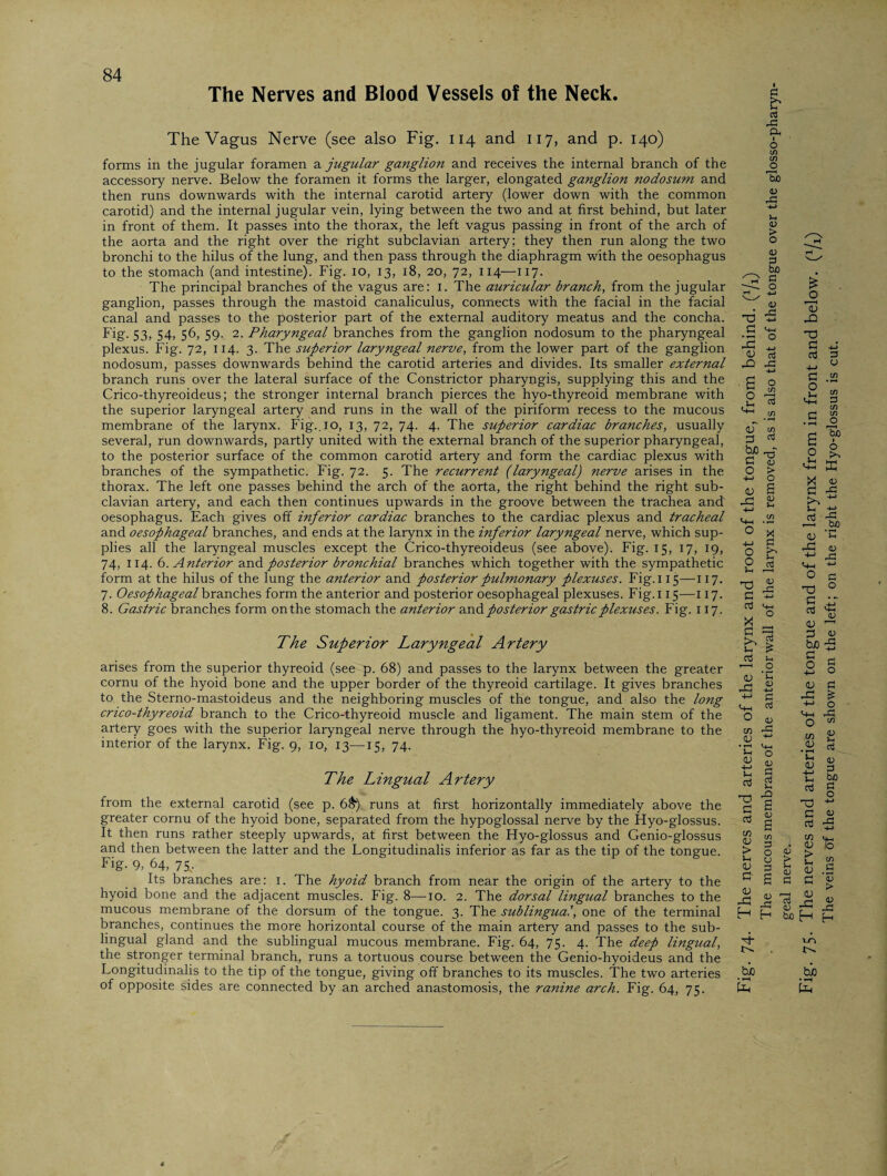 The Nerves and Blood Vessels of the Neck. The Vagus Nerve (see also Fig. 114 and 117, and p. 140) forms in the jugular foramen a jugular ganglion and receives the internal branch of the accessory nerve. Below the foramen it forms the larger, elongated ganglion nodosum and then runs downwards with the internal carotid artery (lower down with the common carotid) and the internal jugular vein, lying between the two and at first behind, but later in front of them. It passes into the thorax, the left vagus passing in front of the arch of the aorta and the right over the right subclavian artery; they then run along the two bronchi to the hilus of the lung, and then pass through the diaphragm with the oesophagus to the stomach (and intestine). Fig. 10, 13, 18, 20, 72, 114-—-117. The principal branches of the vagus are: 1. The auricular branch, from the jugular ganglion, passes through the mastoid canaliculus, connects with the facial in the facial canal and passes to the posterior part of the external auditory meatus and the concha. Fig. 53, 54, 56, 59. 2. Pharyngeal branches from the ganglion nodosum to the pharyngeal plexus. Fig. 72, 114. 3. The superior laryngeal nerve, from the lower part of the ganglion nodosum, passes downwards behind the carotid arteries and divides. Its smaller external branch runs over the lateral surface of the Constrictor pharyngis, supplying this and the Crico-thyreoideus; the stronger internal branch pierces the hyo-thyreoid membrane with the superior laryngeal artery and runs in the wall of the piriform recess to the mucous membrane of the larynx. Fig.. 10, 13, 72, 74. 4. The superior cardiac branches, usually several, run downwards, partly united with the external branch of the superior pharyngeal, to the posterior surface of the common carotid artery and form the cardiac plexus with branches of the sympathetic. Fig. 72. 5. The recurrent (laryngeal) nerve arises in the thorax. The left one passes behind the arch of the aorta, the right behind the right sub¬ clavian artery, and each then continues upwards in the groove between the trachea and oesophagus. Each gives off inferior cardiac branches to the cardiac plexus and tracheal and oesophageal branches, and ends at the larynx in the inferior laryngeal nerve, which sup¬ plies all the laryngeal muscles except the Crico-thyreoideus (see above). Fig. 15, 17, 19, 74, 114. 6. Anterior and posterior bronchial branches which together with the sympathetic form at the hilus of the lung the anterior and posterior pulmonary plexuses. Fig. 115—117. 7. Oesophageal branches form the anterior and posterior oesophageal plexuses. Fig. 115—117. 8. Gastric branches form on the stomach the anterior andposterior gastric plexuses. Fig. 117. The Superior Laryngeal Artery arises from the superior thyreoid (see p. 68) and passes to the larynx between the greater cornu of the hyoid bone and the upper border of the thyreoid cartilage. It gives branches to the Sterno-mastoideus and the neighboring muscles of the tongue, and also the long cnco-thyreoid branch to the Crico-thyreoid muscle and ligament. The main stem of the artery goes with the superior laryngeal nerve through the hyo-thyreoid membrane to the interior of the larynx. Fig. 9, 10, 13—15, 74. The Lingual Artery from the external carotid (see p. 6&) runs at first horizontally immediately above the greater cornu of the hyoid bone, separated from the hypoglossal nerve by the Hyo-glossus. It then runs rather steeply upwards, at first between the Hyo-glossus and Genio-glossus and then between the latter and the Longitudinalis inferior as far as the tip of the tongue. Fig. 9, 64, 75. Its branches are: 1. The hyoid branch from near the origin of the artery to the hyoid bone and the adjacent muscles. Fig. 8—10. 2. The dorsal lingual branches to the mucous membrane of the dorsum of the tongue. 3. The sublingual, one of the terminal branches, continues the more horizontal course of the main artery and passes to the sub¬ lingual gland and the sublingual mucous membrane. Fig. 64, 75. 4. The deep lingual, the stronger terminal branch, runs a tortuous course between the Genio-hyoideus and the Longitudinalis to the tip of the tongue, giving off branches to its muscles. The two arteries of opposite sides are connected by an arched anastomosis, the ranine arch. Fig. 64, 75. Fig. 74- The nerves and arteries of the larynx and root of the tongue, from behind. (V^ The mucous membrane of the anterior wall of the larynx is removed, as is also that of the tongue over the glosso-pharyn- geal nerve. Fig. 75. The nerves and arteries of the tongue and of the larynx from in front and below, (f/j) The veins of the tongue are shown on the left; on the right the Hyo-glossus is cut.