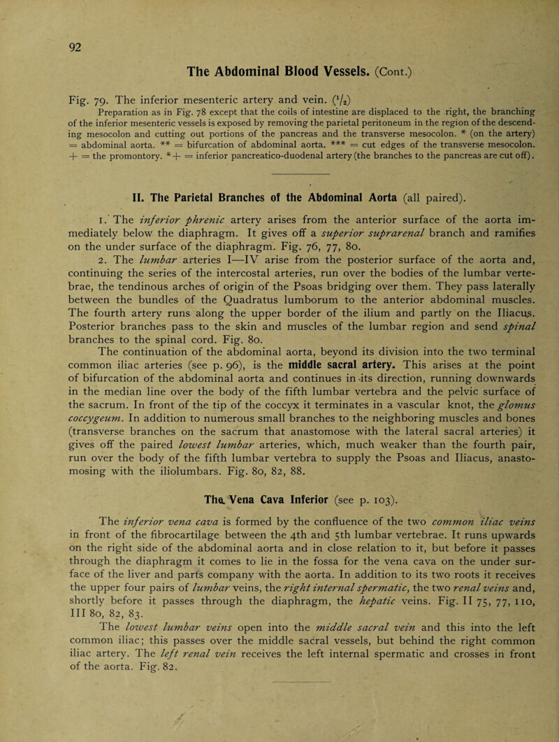 The Abdominal Blood Vessels. (Cont.) Fig. 79. The inferior mesenteric artery and vein. (x/2) Preparation as in Fig. 78 except that the coils of intestine are displaced to the right, the branching of the inferior mesenteric vessels is exposed by removing the parietal peritoneum in the region of the descend¬ ing mesocolon and cutting out portions of the pancreas and the transverse mesocolon. * (on the artery) = abdominal aorta. ** = bifurcation of abdominal aorta. *** = cut edges of the transverse mesocolon, -f- = the promontory. *+ = inferior pancreatico-duodenal artery (the branches to the pancreas are cut off). II. The Parietal Branches of the Abdominal Aorta (all paired). 1. The inferior phrenic artery arises from the anterior surface of the aorta im¬ mediately below the diaphragm. It gives off a superior suprarenal branch and ramifies on the under surface of the diaphragm. Fig. 76, 77, 80. 2. The lumbar arteries I—IV arise from the posterior surface of the aorta and, continuing the series of the intercostal arteries, run over the bodies of the lumbar verte¬ brae, the tendinous arches of origin of the Psoas bridging over them. They pass laterally between the bundles of the Quadratus lumborum to the anterior abdominal muscles. The fourth artery runs along the upper border of the ilium and partly on the Iliacus. Posterior branches pass to the skin and muscles of the lumbar region and send spinal branches to the spinal cord. Fig. 80. The continuation of the abdominal aorta, beyond its division into the two terminal common iliac arteries (see p. 96), is the middle sacral artery. This arises at the point of bifurcation of the abdominal aorta and continues in its direction, running downwards in the median line over the body of the fifth lumbar vertebra and the pelvic surface of the sacrum. In front of the tip of the coccyx it terminates in a vascular knot, the glomus coccygeum. In addition to numerous small branches to the neighboring muscles and bones (transverse branches on the sacrum that anastomose with the lateral sacral arteries) it gives off the paired lowest lumbar arteries, which, much weaker than the fourth pair, run over the body of the fifth lumbar vertebra to supply the Psoas and Iliacus, anasto¬ mosing with the iliolumbars. Fig. 80, 82, 88. The. Vena Cava Inferior (see p. 103). The inferior vena cava is formed by the confluence of the two common iliac veins in front of the fibrocartilage between the 4th and 5th lumbar vertebrae. It runs upwards on the right side of the abdominal aorta and in close relation to it, but before it passes through the diaphragm it comes to lie in the fossa for the vena cava on the under sur¬ face of the liver and parts company with the aorta. In addition to its two roots it receives the upper four pairs of lumbar veins, the right internal spermatic, the two renal veins and, shortly before it passes through the diaphragm, the hepatic veins. Fig. II 75, 77, no, III 80, 82, 83. The lowest lumbar veins open into the middle sacral vein and this into the left common iliac; this passes over the middle sacral vessels, but behind the right common iliac artery. The left renal vein receives the left internal spermatic and crosses in front of the aorta. Fig. 82.