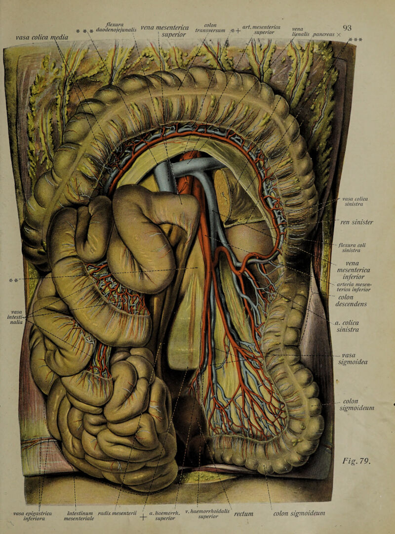 vasa colica n\edia ■: \ flexura duodenojejunalis vena mesenterica colon transversum art. mesenterica vena 93 *. * superior Jf X vasa intesti nalia vasa ■■■* vasa colica sinistra ren sinister - flexura coli sinistra vena mesenterica inferior arteria mesen¬ terica inferior colon des cen dens a. colica sinistra sigmoidea - colon sigmoideum Fig. 79. inferiora mesenteriale + superior superior