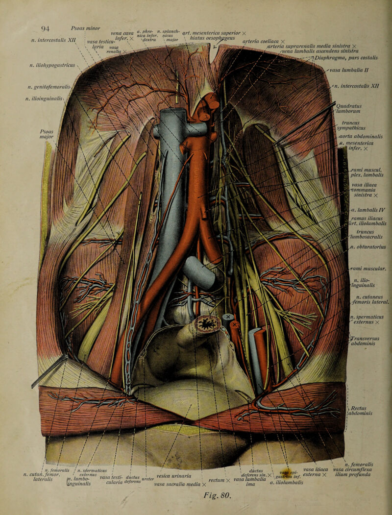 vena cava u. phre- n. splanch- w meSenterica superior X mca infer, nicus ' n. intercostalis XU n. iliohypogastricus n. genitofemoraliS\f n. ilioinguinalis \ Psoas major 1%. ' infpr V , . \ vasa testicu- J H \maJ0f U vasa renalia X laria vasa \ \ hiatus oesophageus , . artena coeliaca X ,arteria suprarenalis media sinistra X /vena lumbalis ascendens sinistra - Diaphragma, pars costalis 'vasa lumbalia II ‘n. intercostalis XII ductus Quadratus lumborum , truncus sympathicus -aorta abdominalis a. mesenterica infer. X -rami muscul. plex. lumbalis vasa iliaca ncommunia sinistra X -a. lumbalis IV ramus iliacus \drt. iliolumbalis truncus 'lumbosacralis ji. obturatorius rami muscular. n. ilio¬ inguinalis n. cutaneus femoris lateral. n. spermaticus ' externus X ■'fra ns versus abdominis > Rectus Iabdominis in. femoralis / n. spermaticus 1 n. cutan.femor. > externus fasti- ductus 1 ^ vesica urinaria lateralis in. lumbo- vasa zesu aucius ureier \inguinalis culana deferens n.femoralis : vasa iliaca vasa circumflexa \deferens7in.X \ externa X ilium profunda rectum X vasa lumbalia -. . .. vasa sacralia media X ima a- taonimoaiis