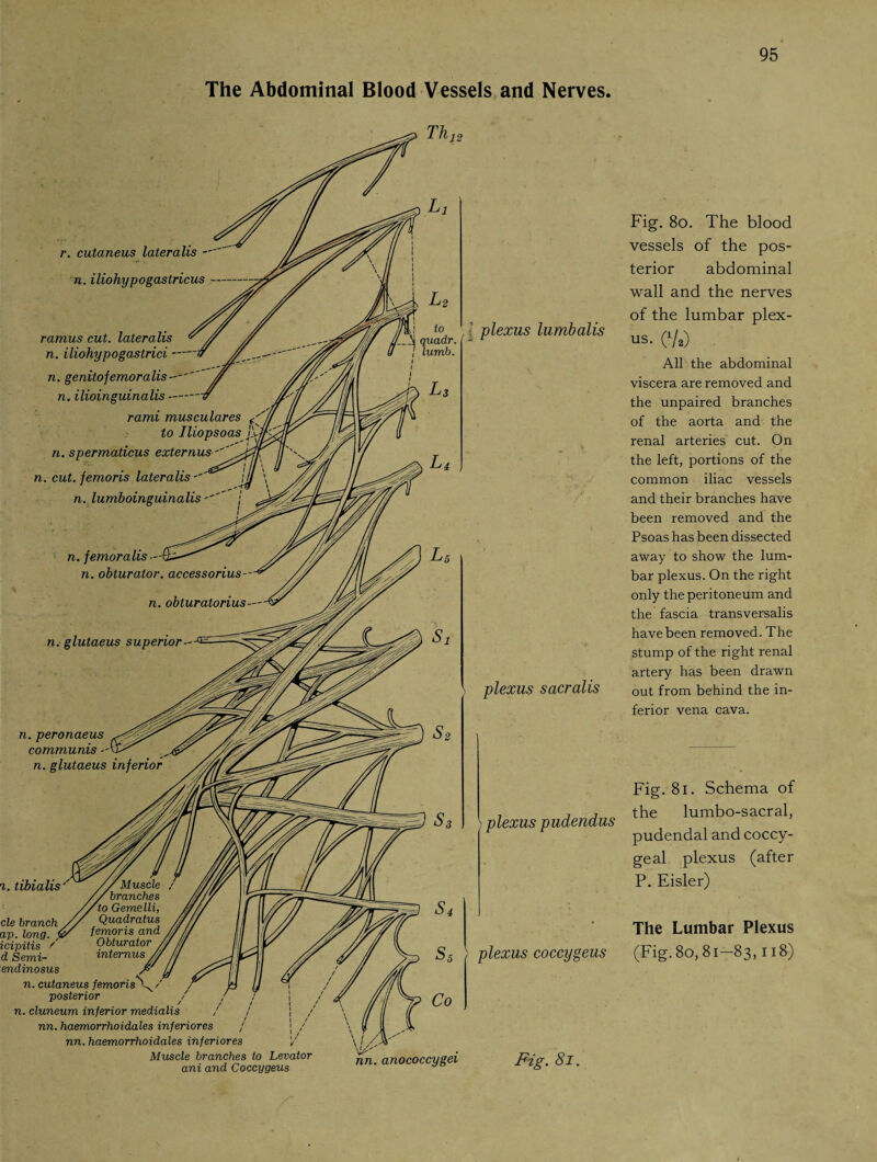 The Abdominal Blood Vessels and Nerves. r. cutaneus lateralis n. iliohypogastricus - ramus cut. lateralis n. iliohypo gastrici- n. genitofemoralis-'' n. ilioinguinalis- rami musculares to Iliopsoas !' n. spermaticus externus n. cut. femoris lateralis - n. lumboinguinalis - , n. femoralis --I n. obturator, accessorius— , plexus lumbalis n. obturatorius n. glutaeus superior- plexus sacralis n. peronaeus communis n. glutaeus inferior /fflff/i. i. tibialis'' //Muscle / branches io Gemelli, cle branch // Quadratus ap. long. </ femoris and // L icipitis / Obturator // /if d Semi- internus /// p endinosus n. cutaneus femoris posterior n. cluneum inferior medialis nn. haemorrhoidales inferiores nn.haemorrhoidales inferiores ✓ Muscle branches to Levator ani and Coccygeus plexus pudendus plexus coccygeus nn. anococcygei Fig. 8l. Fig. 8o. The blood vessels of the pos¬ terior abdominal wall and the nerves of the lumbar plex¬ us. (V2) All the abdominal viscera are removed and the unpaired branches of the aorta and the renal arteries cut. On the left, portions of the common iliac vessels and their branches have been removed and the Psoas has been dissected away to show the lum¬ bar plexus. On the right only the peritoneum and the fascia transversalis have been removed. The stump of the right renal artery has been drawn out from behind the in¬ ferior vena cava. Fig. 81. Schema of the lumbo-sacral, pudendal and coccy¬ geal plexus (after P. Eisler) The Lumbar Plexus (Fig. 80,81-83,118)