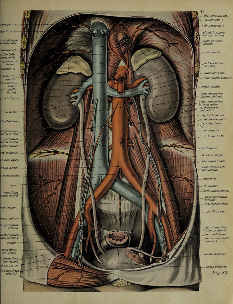 phragma x —j lepaticae x— oesophageus aphragmaiis' ihrenica inf- - rs lumbalis __ ihragmatis suprarenalis dextra coeliaca x—j-£ •lesenterica _ superior vena renalis_, dextra art. renalis — dextra s rents dextra —f l fti ren dexter- a spermatica terna dextra t. spermatica __ Jt terna dextra ureter dexter - - f  J 97 - art. phrenica inf. ■- oesophagus X - diaphragma X glandula supra- ''renalis sinistra ßinus phrenico- ' costalis ■ ren sinister .arteria renalis sinistra hilus renis sin. vena renalis sinistra _pelvis renalis vena spermatica ' interna sinistra arter. spermatica interna sinistra in. tranversus abdominis -arteriae lumbales „/«. quadratus lumb. _art. mesenterica inf. x - ureter sinister _ art. lumbalis IV crista iliaca rtt. lumbales_ la cava infer.- ratio aortae — acralis media-- vena iliaca_ •nunis dextra & •montorium - -- — •jsoas major— <7 spermatical. interna ureter dexter.— uirs pelvina) E rectum — vena iliaca_i ext. dextra t.circumflexa ///«w dextr iliaca ext. d. ia epigastrical inferior f _m. psoas major iliaca comm. iliacus art. iliolumbalis _ureter * —m. iliacus _vena iliaca comm. _ vasa spermatica interna . - art. hypogastrica art. iliaca ext. art. circumflexa ilium profunda art. umbilicalis anulus inguinalis internus _ductus deferens . vesica urinaria Fig. 82.