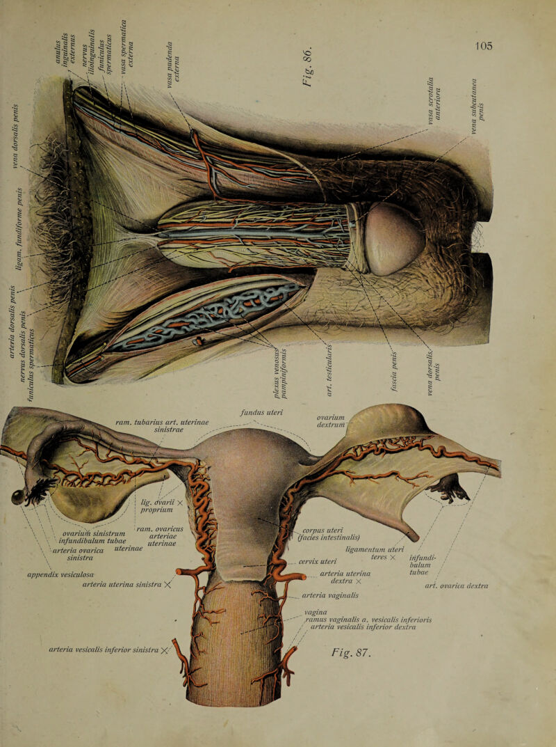 appendix, vesiculosa arteria uterina sinistra X tubae i art. ovarica dextra arteria vesicalis inferior sinistra vagina ramus vaginalis a. vesicalis inferioris arteria vesicalis inferior dextra Ficr. 87.