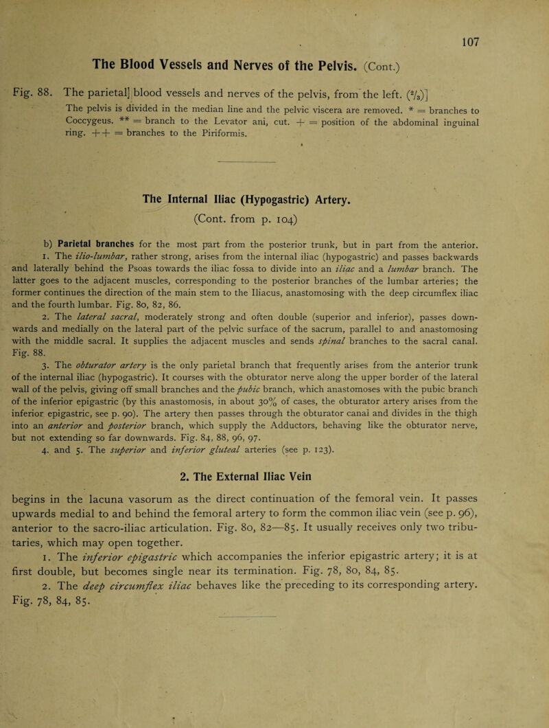 The Blood Vessels and Nerves of the Pelvis. (Cont.) Fig. 88. The parietal] blood vessels and nerves of the pelvis, from the left. (2/3)] The pelvis is divided in the median line and the pelvic viscera are removed. * = branches to Coccygeus. ** = branch to the Levator ani, cut. -j- = position of the abdominal inguinal ring. + + = branches to the Piriformis. The Internal Iliac (Hypogastric) Artery. (Cont. from p. 104) b) Parietal branches for the most part from the posterior trunk, but in part from the anterior. 1. The ilio-lumbar, rather strong, arises from the internal iliac (hypogastric) and passes backwards and laterally behind the Psoas towards the iliac fossa to divide into an iliac and a lumbar branch. The latter goes to the adjacent muscles, corresponding to the posterior branches of the lumbar arteries; the former continues the direction of the main stem to the Iliacus, anastomosing with the deep circumflex iliac and the fourth lumbar. Fig. 80, 82, 86. 2. The lateral sacral, moderately strong and often double (superior and inferior), passes down¬ wards and medially on the lateral part of the pelvic surface of the sacrum, parallel to and anastomosing with the middle sacral. It supplies the adjacent muscles and sends spinal branches to the sacral canal. Fig. 88. 3. The obturator artery is the only parietal branch that frequently arises from the anterior trunk of the internal iliac (hypogastric). It courses with the obturator nerve along the upper border of the lateral wall of the pelvis, giving off small branches and the pubic branch, which anastomoses with the pubic branch of the inferior epigastric (by this anastomosis, in about 30% of cases, the obturator artery arises from the inferior epigastric, see p. 90). The artery then passes through the obturator canai and divides in the thigh into an anterior and posterior branch, which supply the Adductors, behaving like the obturator nerve, but not extending so far downwards. Fig. 84, 88, 96, 97. 4. and 5. The superior and inferior gluteal arteries (see p. 123). 2. The External Iliac Vein begins in the lacuna vasorum as the direct continuation of the femoral vein. It passes upwards medial to and behind the femoral artery to form the common iliac vein (see p. 96), anterior to the sacro-iliac articulation. Fig. 80, 82—85. It usually receives only two tribu¬ taries, which may open together. 1. The inferior epigastric which accompanies the inferior epigastric artery; it is at first double, but becomes single near its termination. Fig. 78, 80, 84, 85. 2. The deep circumflex iliac behaves like the preceding to its corresponding artery. Fig. 78, 84, 85.