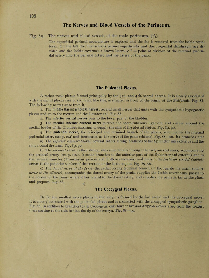 The Nerves and Blood Vessels of the Perineum. Fig. 89. The nerves and blood vessels of the male perineum. (2/3) The superficial perineal musculature is exposed and the fat is removed from the ischio-rectal fossa. On the left the Transversus perinei superficialis and the urogenital diaphragm are di¬ vided and the Ischio-cavernosus drawn laterally * = point of division of the internal puden¬ dal artery into the perineal artery and the artery of the penis. The Pudendal Plexus. A rather weak plexus formed principally by the 3rd. and 4th. sacral nerves. It is closely associated with the sacral plexus (see p. 120) and, like this, is situated in front of the origin of the Piriformis. Fig. 88. The following nerves arise from it. 1. The middle haemorrhoidal nerves, several small nerves that unite with the sympathetic hypogastric plexus and go to the rectum and the Levator ani. Fig. 88. 2. The inferior vesical nerves pass to the lower part of the bladder. 3. The medial inferior cluneal nerve pierces the sacro-tuberous ligament and curves around the medial border of the Glutaeus maximus to supply the skin of the gluteal region. Fig. 89, 90. 4. The pudendal nerve, the principal and terminal branch of the plexus, accompanies the internal pudendal artery (seep. 104) and terminates as the nerve of the penis (clitoris). Fig. 88—90. Its branches are: a) The inferior haemorrhoidal, several rather strong branches to the Sphincter ani externus and the skin around the anus. Fig. 89, 90. b) The perineal nerve, rather strong, runs superficially through the isclyo-rectal fossa, accompanying the perineal artery (see p. 104). It sends branches to the anterior part of the Sphincter ani externus and to the perineal muscles (Transversus perinei and Bulbo-cavernosus) and ends in thz posterior scrotal (labial) nerves to the posterior surface of the scrotum or the labia majora. Fig. 89, 90. c) The dorsal nerve of the penis, the rather strong terminal branch (in the female the much smaller nerve to the clitoris), accompanies the dorsal artery of the penis, supplies the Ischio-cavernosus, passes to the dorsum of the penis, where it lies lateral to the dorsal artery, and supplies the penis as far as the glans and prepuce. Fig. 86. The Coccygeal Plexus. By far the smallest nerve plexus in the body, is formed by the last sacral and the coccygeal nerve. It is closely associated with the pudendal plexus and is connected with the coccygeal sympathetic ganglion. Fig. 88. In addition to branches to the Coccygeus, only four or five anococcygeal ?ierves arise from the plexus, these passing to the skin behind the tip of the coccyx. Fig. 88—90. /