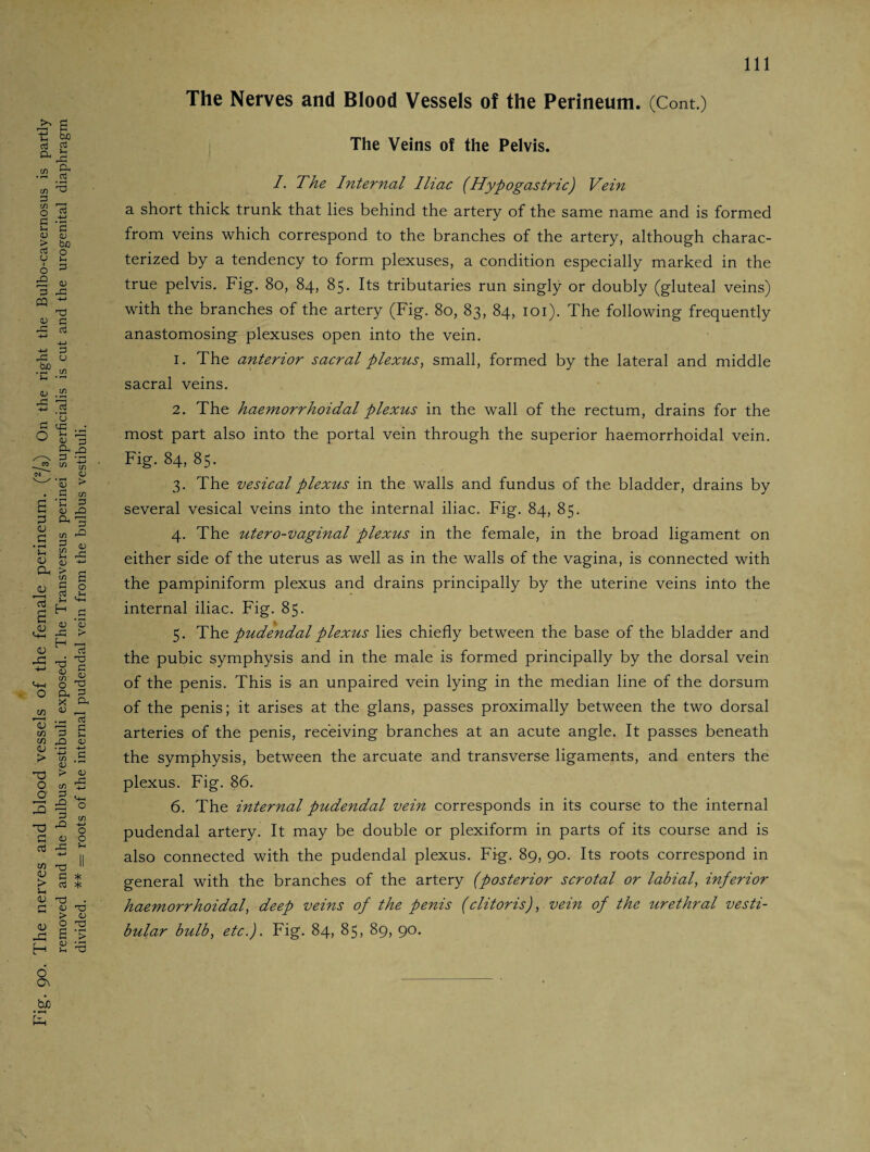Fig. 90. The nerves and blood vessels of the female perineum. (2/3) On the right the Bulbo-cavernosus is partly removed and the bulbus vestibuli exposed. The Transversus perinei superficialis is cut and the urogenital diaphragm divided. ** = roots of the internal pudendal vein from the bulbus vestibuli. The Nerves and Blood Vessels of the Perineum. (Cont.) I. The Internal Iliac (Hypogastric) Vein a short thick trunk that lies behind the artery of the same name and is formed from veins which correspond to the branches of the artery, although charac¬ terized by a tendency to form plexuses, a condition especially marked in the true pelvis. Fig. 80, 84, 85. Its tributaries run singly or doubly (gluteal veins) with the branches of the artery (Fig. 80, 83, 84, 101). The following frequently anastomosing plexuses open into the vein. 1. The anterior sacral plexus, small, formed by the lateral and middle sacral veins. 2. The haemorrhoidal plexus in the wall of the rectum, drains for the most part also into the portal vein through the superior haemorrhoidal vein. Fig. 84, 85. 3. The vesical plexus in the walls and fundus of the bladder, drains by several vesical veins into the internal iliac. Fig. 84, 85. 4. The utero-vaginal plexus in the female, in the broad ligament on either side of the uterus as well as in the walls of the vagina, is connected with the pampiniform plexus and drains principally by the uterine veins into the internal iliac. Fig. 85. 5. Thpudendal plexus lies chiefly between the base of the bladder and the pubic symphysis and in the male is formed principally by the dorsal vein of the penis. This is an unpaired vein lying in the median line of the dorsum of the penis; it arises at the glans, passes proximally between the two dorsal arteries of the penis, receiving branches at an acute angle. It passes beneath the symphysis, between the arcuate and transverse ligaments, and enters the plexus. Fig. 86. 6. The internal pudendal vein corresponds in its course to the internal pudendal artery. It may be double or plexiform in parts of its course and is also connected with the pudendal plexus. Fig. 89, 90. Its roots correspond in general with the branches of the artery (posterior scrotal or labial, inferior haemorrhoidal, deep veins of the penis (clitoris), vein of the urethral vesti¬ bular bulb, etc.). Fig. 84, 85, 89, 90.