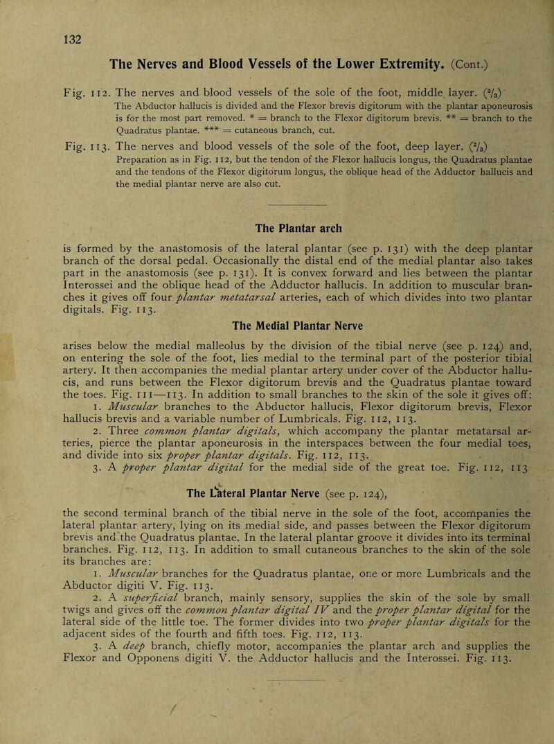The Nerves and Blood Vessels of the Lower Extremity. (Cont.) Fig. 112. The nerves and blood vessels of the sole of the foot, middle layer. (2/3) The Abductor hallucis is divided and the Flexor brevis digitorum with the plantar aponeurosis is for the most part removed. * — branch to the Flexor digitorum brevis. ** = branch to the Quadratus plantae. *** = cutaneous branch, cut. Fig. 113. The nerves and blood vessels of the sole of the foot, deep layer. (2/3) Preparation as in Fig. 112, but the tendon of the Flexor hallucis longus, the Quadratus plantae and the tendons of the Flexor digitorum longus, the oblique head of the Adductor hallucis and the medial plantar nerve are also cut. The Plantar arch is formed by the anastomosis of the lateral plantar (see p. 131) with the deep plantar branch of the dorsal pedal. Occasionally the distal end of the medial plantar also takes part in the anastomosis (see p. 131). It is convex forward and lies between the plantar Interossei and the oblique head of the Adductor hallucis. In addition to muscular bran¬ ches it gives off four plantar metatarsal arteries, each of which divides into two plantar digitals. Fig. 113. The Medial Plantar Nerve arises below the medial malleolus by the division of the tibial nerve (see p. 124) and, on entering the sole of the foot, lies medial to the terminal part of the posterior tibial artery. It then accompanies the medial plantar artery under cover of the Abductor hallu¬ cis, and runs between the Flexor digitorum brevis and the Quadratus plantae toward the toes. Fig. hi-—a 13. In addition to small branches to the skin of the sole it gives off: 1. Muscular branches to the Abductor hallucis, Flexor digitorum brevis, Flexor hallucis brevis and a variable number of Lumbricals. Fig. 112, 113. 2. Three common plantar digitals, which accompany the plantar metatarsal ar¬ teries, pierce the plantar aponeurosis in the interspaces between the four medial toes, and divide into siproper plantar digitals. Fig. 112, 113. 3. A proper plantar digital for the medial side of the great toe. Fig. 112, 113 The Lateral Plantar Nerve (see p. 124), the second terminal branch of the tibial nerve in the sole of the foot, accompanies the lateral plantar artery, lying on its .medial side, and passes between the Flexor digitorum brevis and the Quadratus plantae. In the lateral plantar groove it divides into its terminal branches. Fig. 112, 113. In addition to small cutaneous branches to the skin of the sole its branches are: 1. Muscular branches for the Quadratus plantae, one or more Lumbricals and the Abductor digiti V. Fig. 113. 2. A superficial branch, mainly sensory, supplies the skin of the sole by small twigs and gives off the common plantar digital IV and the proper plantar digital for the lateral side of the little toe. The former divides into two proper plantar digitals for the adjacent sides of the fourth and fifth toes. Fig. 112, 113. 3. A deep branch, chiefly motor, accompanies the plantar arch and supplies the Flexor and Opponens digiti V. the Adductor hallucis and the Interossei. Fig. 113.