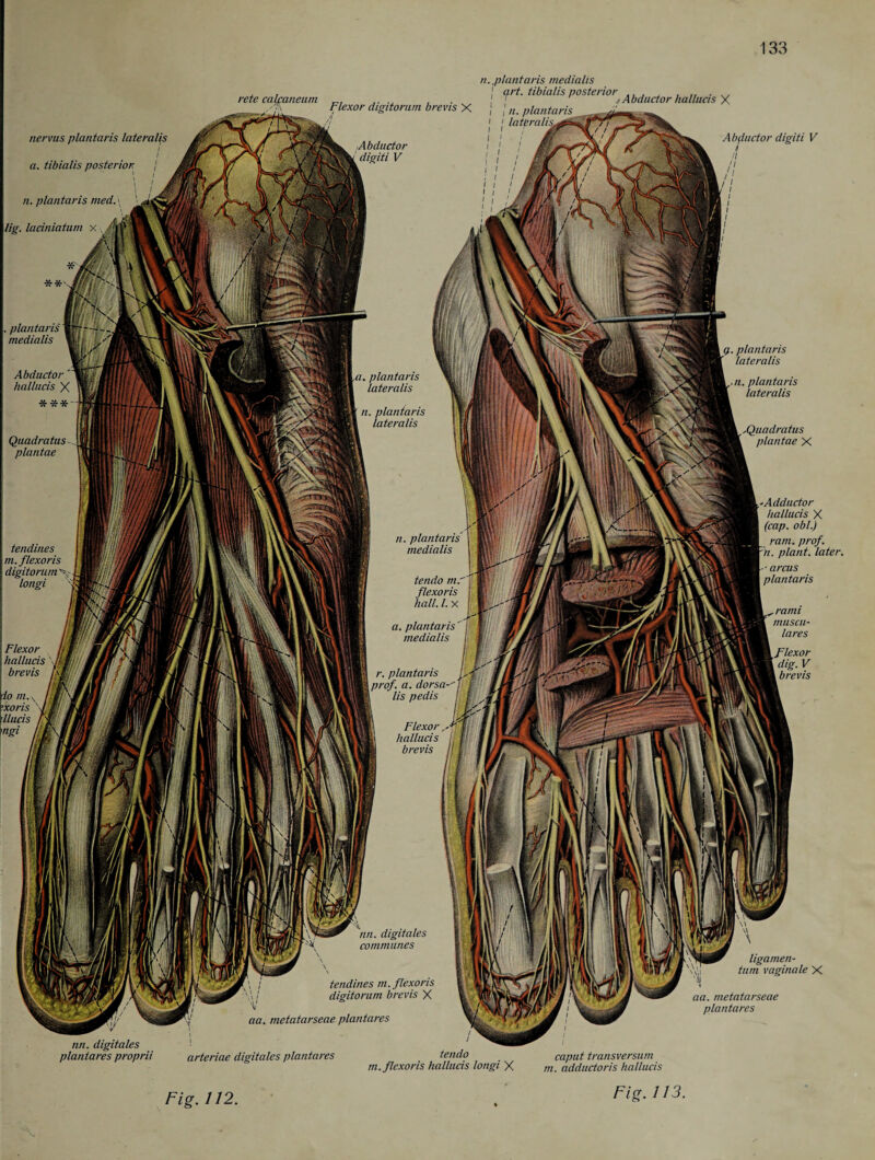 nervus plantaris laterales I I a. tibialis posterior j , / n. plantaris med. 1 1 lig. laciniatum n. .plantaris medialts rete calcaneum . 1 F*' tibialis posteiior^ Abductor hallucis X Flexor digitorum brevis X j / ,u plantaris Abfluctor digiti V i // 1 (j. plantaris lateralis ■ n. plantaris lateralis Quadratus plantae X »Adductor hallucis X (cap. obi.) ram. prof, n. plant, later. ligamen- tum vaginale X nn. digitales plantares proprii aa. metatarseae plantares arteriae digitales plantares aa. metatarseae plantares tendo caput transversum m.flcxoris hallucis longi X m. cidductoris hallucis