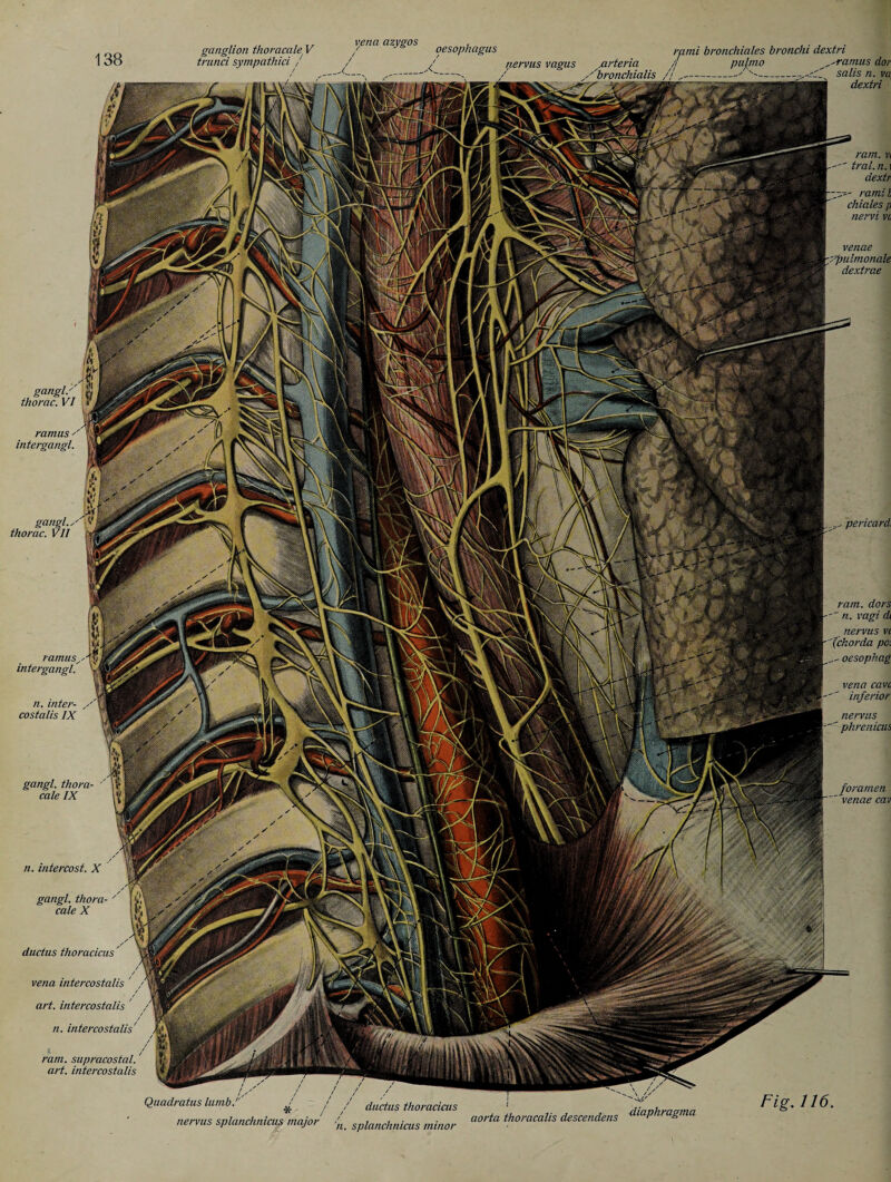 .. . . ,, vena azygos , ganglion thoracaleV / oesophagus trunci sympathici ' bronchiales bronchi dextri rami bn nervus vagus xtrteria fj pufmo ramus dor ■ 4s gangly' '•1 thorac. VI ramus' intergangl. gangl.,■ thorac. VII ramus intergangl. n. inter- costalis IX gangl. thora- '' cale IX n. intercost. X gangl. thora- ca le X ductus thoracicus ' sails n. vq dextri ram. vi tral. n. \ dextr ramib chiales p nervi vc venae pulmonale dextrae pericard. ram. dors ' n. vagi dt nervus vi (chorda pc: oesophag vena cavi inferior nervus phrenicus foramen 'venae cav vena intercostalis art. intercostalis n. intercostalis ram. supracostal. art. intercostalis nervus splanchnicus major ^ spianchnicus minor aorta thoracalis descendens c^aP-l!aSma