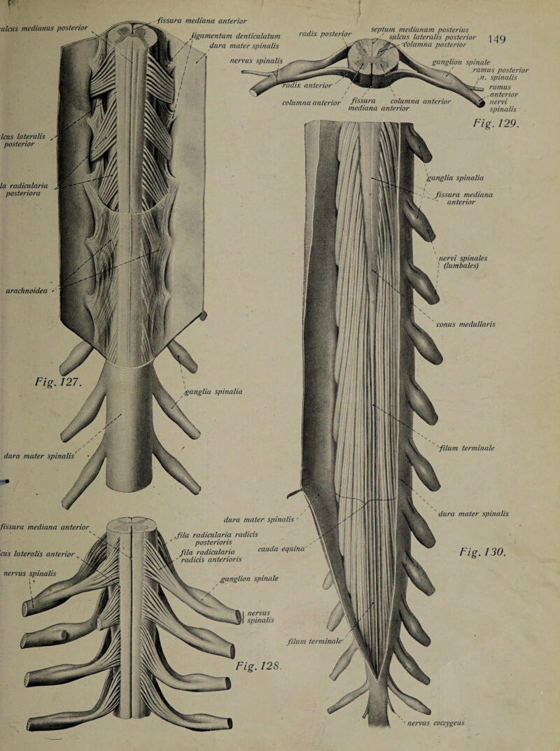 filum terminale ■ fissura mediana anterior denticulatum dura mater spinalis nervus spinalis radix posterior septum medianum posterius sfilcus lateralis posterior 1 4 Q '(olumna posterior nglion spinale ramus posterior ,n. spinalis columna anterior fissura columna anterior mediana anterior ramus .anterior nervi ''ganglia spinalia fissura mediana anterior conus medullaris ganglia spinalia dura mater spinalis' ,fila radicularia radicis posterioris fila radicularia callda equina' ' radicis anterior is ganglion spinale filum terminale Fig. 128. nervi spinales ! (lumbales) i dura mater spinalis Fig. 130. ■ nervus coccygeus