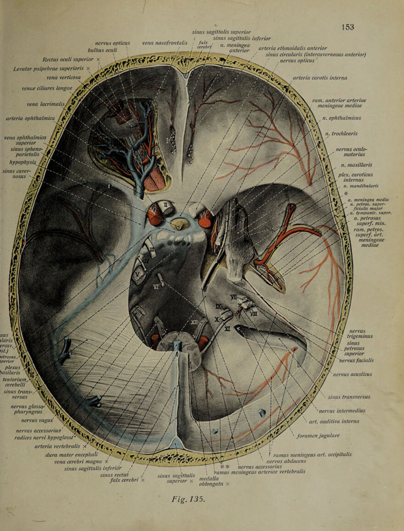 sinus sagittalis superior r sinus sagittalis inferior nervus opticus vena nasofrontalis ; falx , • / / cerebri ■ ^nfefior arteria ethmoidalis anterior J.l 1 / 7 ^ /' sinus circularis (intercavernosus anterior) Rectus oculi superior x \ , nervus opticus bulbus oculi Levator palpebrae superioris x ^.,y wza verticosa venae ciliares longae vena lacrimalis 'f arteria carotis interna arteria ophthalmicu vena ophthalmica superior sinus spheno- f parietalis'' “ hypophysisJt sinus caver¬ nosus ram. anterior arteriae meningeae mediae ophthalmicus n. trochlearis nervus oculo- motorius n. maxillaris plex. caroticus internus yxw \ . n. mandibularis M* \ a. mertingea media f \ n. petros. super- Mt \f ficialis major ' ' , a. tympanic, super, n. petrosus superf. min. ram. petros. [ superf. art. meningeae mediae k vp w ' \ r \(r\ \ /*>/ SUM ercav. Vi' ' st.) \\j ictrosus iperior \ ‘ plexus '' basilaris tentorium cerebelli sinus trans- versus nervus Iossq-^\j(, pharyngeus nervus vagus \ nervus accessorius1 radices nervi hypoglossi S' > trigeminus sinus petrosus superior nervus facialis nervus acusticus arteria vertebralis x dura mater encephati ' / - 7 •— / -r. 0. 'T—nr u/ vena cerebri magna % / /^‘ sinus sagittalis inferior / r \ sinus rectus J sinus sagittalis sinus transversus , . iA/ • \ / \/(L 1 si ' nervus intermedins 1 ff/X / ' art. auditiva interna \yy ' foramen jugulare /'1 *:X ]/ \ / ramus meningeus art. occipitalis ' nervus abducens nervus accessorius Yam us meningeus arteriae vertebralis falx cerebri x '“superior x 'g^ig^ta x Fig. 135