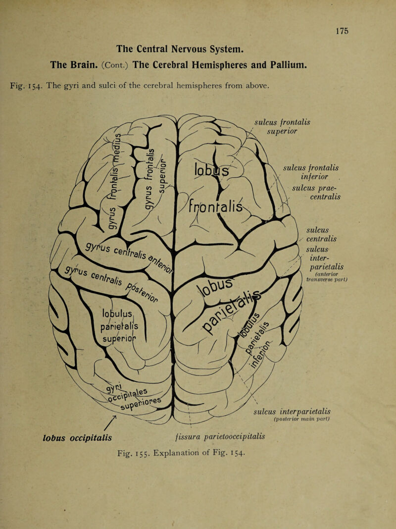 The Brain. (Cont.) The Cerebral Hemispheres and Pallium. Fig. 154. The gyri and sulci of the cerebral hemispheres from above. 175 sulcus frontalis superior sulcus frontalis inferior sulcus prae- centralis sulcus centralis sulcus inter- parietalis (anterior transverse part) / lobus occipitalis fissura parietooccipitalis Fig. 155. Explanation of Fig. 154. sulcus interparietalis (posterior main part)