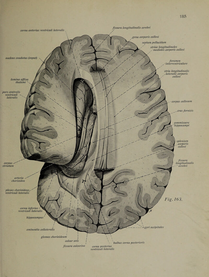 cornu anterius ventriculi lateralis \ fissura longitudinalis cerebri / corpus callosum . crus fornicis commissura 'hippocampi spleniutn , xorporis callosi Fig. 163. \ \ ■ \ - gyri occipitales Agenu corporis callosi septum pellucidum y ' striae longitudinales s 'mediates corporis callosi foramen yin terven triculare stria longitudinalis y lateralis corporis callosi fissura longitudinalis cerebri plexus chorioideus/ ventriculi lateralis nucleus caudatus (caput) \ lamina affixa thalami pars centralis ventriculi lateralis corpus - striatum arteria y chorioidea cornu inferius ventriculi lateralis hippocampus' / eminentia collateralis glomus chorioideum calcar avis / i \ bulbus cornu posterioris fissura calcarina cornu posterius ventriculi lateralis