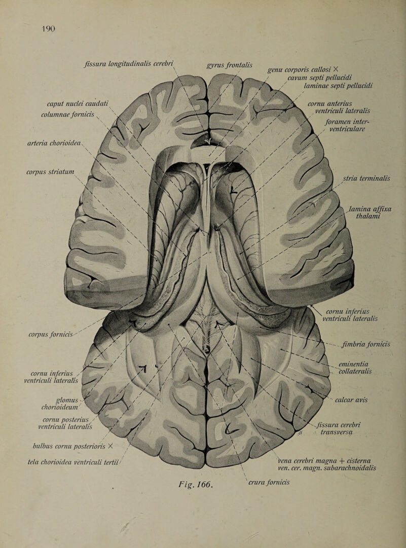 corpus fornicis^ cornu inferius / ventriculi lateralis glomus' chorioideum' cornu posterius y ventriculi lateralis bulbus cornu posterioris X tela chorioidea ventriculi tertii/ affixa thalami cornu inferius ventriculi lateralis fimbria fornicis ^ eminentia collaterals calcar avis fissura cerebri transversa vena cerebri magna + cisterna ven. cer. magn. subarachnoidalis gyrus frontalis genu corporis callosi X cavum septi pellucidi laminae septi pellucidi cornu anterius ventriculi lateralis foramen inter- ventriculare corpus striatum \ stria terminalis fissura longitudinalis cerebri \ caput nuclei caudati columnae fornicis arteria chorioidea Fig. 166. \ crura fornicis