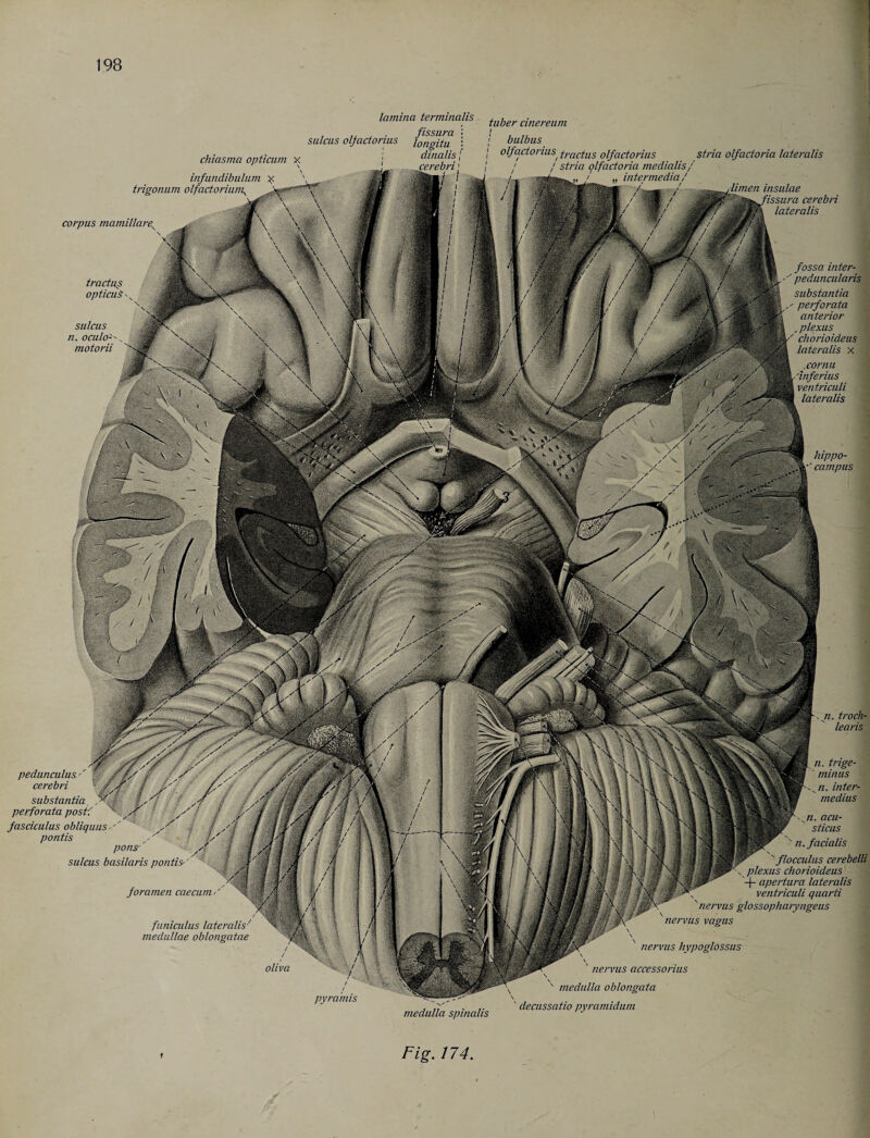 lamina terminate tllber cinerelim cerebri chiasma opticum x , ,, , • fissura sulcus oljactorius longitu ; dinalis j infundibulum trigonum olfactoriun\ bulbus o/factorius^ (rac(us olfactorius stria olfadoria lateralis ! stria qlfactoria medialis / corpus mamillare Urnen insulae issura cerebri lateralis tractus opticuS sulcus n. oculo- motorii /s / > oliva fossa inter- ' peduncularis substantia perforata anterior , plexus ■' chorioideus lateralis x .cornu 'inferius ventriculi lateralis hippo¬ campus .n. troch- learis pedunculus.'' ' y /> cerebri I j yf substantia y • 7 perforata post: ' y y> * fasciculus obliquus '' pontis y pons' n . trige¬ minus n. inter- medius sulcus basilaris pontis foramen caecum/ funiculus lateralis•' medullae oblongatae !Ws\ •' n.facialis flocculus cerebelli plexus chorioideus '-f- apertura lateralis ventriculi quarti 'nervus glossopharyngeus nervus vagus nervus hypoglossus nervus accessorius medulla oblongata pyranus medulla spinalis ' decussatio pyramidum Fig. 174