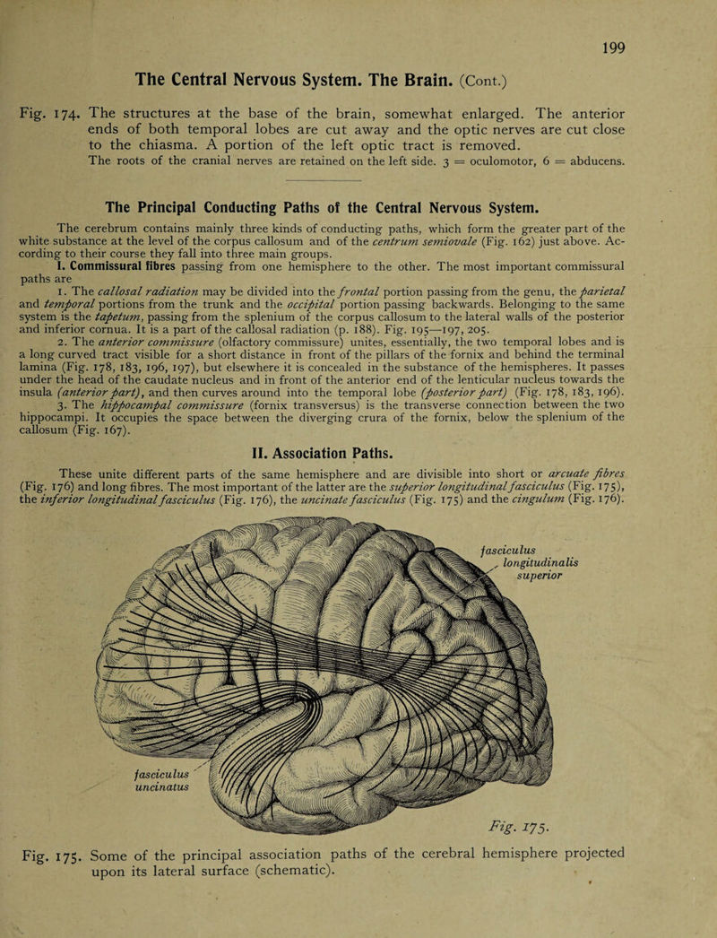 The Central Nervous System. The Brain. (Cont.) Fig. 174. The structures at the base of the brain, somewhat enlarged. The anterior ends of both temporal lobes are cut away and the optic nerves are cut close to the chiasma. A portion of the left optic tract is removed. The roots of the cranial nerves are retained on the left side. 3 = oculomotor, 6 = abducens. The Principal Conducting Paths of the Central Nervous System. The cerebrum contains mainly three kinds of conducting paths, which form the greater part of the white substance at the level of the corpus callosum and of the centrum semiovale (Fig. 162) just above. Ac¬ cording to their course they fall into three main groups. I. Commissural fibres passing from one hemisphere to the other. The most important commissural paths are 1. The callosal radiation may be divided into the frontal portion passing from the genu, the parietal and temporal portions from the trunk and the occipital portion passing backwards. Belonging to the same system is the tapetum, passing from the splenium of the corpus callosum to the lateral walls of the posterior and inferior cornua. It is a part of the callosal radiation (p. 188). Fig. 195—197, 205. 2. The anterior commissure (olfactory commissure) unites, essentially, the two temporal lobes and is a long curved tract visible for a short distance in front of the pillars of the fornix and behind the terminal lamina (Fig. 178, 183, 196, 197), but elsewhere it is concealed in the substance of the hemispheres. It passes under the head of the caudate nucleus and in front of the anterior end of the lenticular nucleus towards the insula (anteriorpart), and then curves around into the temporal lobe (posteriorpart) (Fig. 178, 183, 196). 3. The hippocampal commissure (fornix transversus) is the transverse connection between the two hippocampi. It occupies the space between the diverging crura of the fornix, below the splenium of the callosum (Fig. 167). II. Association Paths. These unite different parts of the same hemisphere and are divisible into short or arcuate fibres (Fig. 176) and long fibres. The most important of the latter are the superior longitudinal fasciculus (Fig. 175), the inferior longitudinal fasciculus (Fig. 176), the uncinate fasciculus (Fig. 175) and the cingulum (Fig. 176). Fig. 175. Some of the principal association paths of the cerebral hemisphere projected upon its lateral surface (schematic).