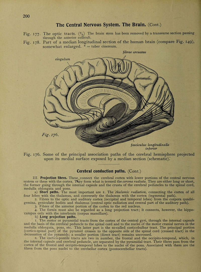 The Central Nervous System. The Brain. (Cont.) Pig. 177. The optic tracts. (2/i) The brain stem has been removed by a transverse section passing through the anterior colliculi. Fig. 178. Part of a median longitudinal section of the human brain (compare Fig. 149), somewhat enlarged. * = tuber cinereum. jibrae arcuatae Fig. 176. Some of the principal association paths of the cerebral hemisphere projected upon its medial surface exposed by a median section (schematic).' Cerebral conduction paths. (Cont.) III. Projection fibres. These connect the cerebral cortex with lower portions of the central nervous system or these with the cortex. They form what is termed the corona radiata. They are either long or short, the former going through the internal capsule and the crusta of the cerebral peduncles to the spinal cord, medulla oblongata and pons. a) Short paths. The most important are 1. The thalamic radiation, connecting the cortex of all four lobes with the thalamus, and conversely the thalamus with the cortex (tegmental path). 2. Fibres to the optic and auditory cortex (occipital and temporal lobes) from the corpora quadri- gemina, geniculate bodies and thalamus (central optic radiation and central part of the auditory path). 3. Fibres of the anterior portion of the cortex to the red nucleus. 4. The fornix must also be regarded as a long projection tract; it connects, however, the hippo¬ campus only with the interbrain (corpus mamillare). b) Long projection paths. 1. The motor or pyramidal tracts from the cortex of the central gyri, through the internal capsule and the basis of the cerebral peduncle to the spinal cord and to the nuclei of the motor cranial nerves in the medulla oblongata, pons, etc. This latter part is the so-called corticobulbar tract. The principal portion (cortico-spinal part) of the pyramid crosses to the opposite side of the spinal cord (crossed tract) in the decussation of the pyramids; a smaller portion (direct tract) remains uncrossed. 2. The cortico-pontile tracts are two in number, the frontal and the occipito-temporal, which, in the internal capsule and cerebral peduncle, are separated by the pyramidal tract. Their fibres pass from the cortex of the frontal and occipito-temporal lobes to the nuclei of the pons. Associated with them are the fibres from the pons nuclei to the cerebellar cortex (pontocerebellar tracts).