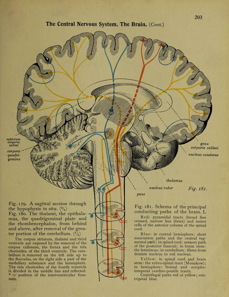 The Central Nervous System. The Brain. (Cont.) s plenium corporis callosi corpora quadri- gemina genu corporis callosi nucleus caudatus thalamus \ nucleus ruber pons Fig. 181. Fig. 179. A sagittal section through the hypophysis in situ. (2/i) Fig. 180. The thalami, the epithala¬ mus, the quadrigeminal plate and the rhombencephalon, from behind and above, after removal of the grea¬ ter portion of the cerebellum. (Vi) The corpus striatum, thalami and third ventricle are exposed by the removal of the corpus callosum, the fornix and the tela chorioidea of the third ventricle. The cere¬ bellum is removed on the left side up to the flocculus, on the right side a part of the medullary substance and the hemisphere. The tela chorioidea of the fourth ventricle is divided in the middle line and reflected. * = position of the interventricular fora¬ men. Fig. 181. Schema of the principal conducting paths of the brain. I. Red: pyramidal tracts (broad line crossed, narrow line direct) and motor cells of the anterior column of the spinal cord. Blue: in central hemisphere: short association paths and the central teg¬ mental path; in spinal cord: sensory path of the posterior funiculi; in brain stem: the lemniscus; in cerebellum: fibres from dentate nucleus to red nucleus. Yellow: in spinal cord and brain stem: the rubro-spinal tract (Monakow); in hemisphere: frontal and occipito¬ temporal cerebro-pontile tracts. Centrifugal paths red or yellow; cen¬ tripetal blue.