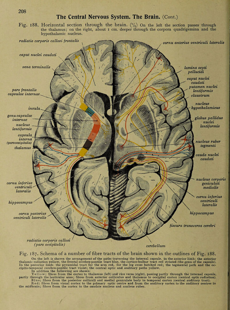 The Central Nervous System. The Brain. (Cont.) Fig. 188. Horizontal section through the brain. (x/i) On the left the section passes through the thalamus; on the right, about I cm. deeper through the corpora quadrigemina and the hypothalamic nucleus. radiatio corporis callosi (pars occipitalis) radiatio corporis callosi frontalis caput nuclei caudati vena terminalis pars frontalis capsulae internae cornu inferius ventriculi lateralis hippocampus cornu posterius ventriculi lateralis nucleus corporis geniculati medialis fissura transversa cerebri cerebellum insula genu capsulae internae nucleus lent if or mis capsu interna (pars occipitalis) thalamus cornu anlerius ventriculi lateralis nucleus ruber tegmenti cauda nuclei caudati cornu inferius ventriculi lateralis hippocampus lamina septi pellucidi caput nuclei caudati putamen nuclei lentiformis claustrum nucleus hypothalamicus globus pallidus nuclei lentiformis Fig. 187. Schema of a number of fibre tracts of the brain shown in the outlines of Fig. 188. On the left is shown the arrangement of the paths traversing the internal capsule, in the anterior limb: the anterior thalamic radiation yellow, the frontal cerebro-pontile tract blue, the cortico-bulbar tract red striated (the genu of the capsule). In the posterior limb: the pyramidal tract for the arm red, for the leg cross hatched red; the tegmental path and the oc- cipito-temporal cerebro-pontile tract violet; the central optic and auditory paths yellow. In addition the following are shown: Yellow: fibres from the cortex to thalamus (left) and vice versa (right), passing partly through the internal capsule, partly through the lenticular ansa; fibres from anterior colliculus and thalamus to occipital cortex (central optic radiation). Blue: fibres from the posterior colliculi and medial geniculate body to temporal cortex (central auditory tract). Red: fibres from visual cortex to the primary optic centre and from the auditory cortex to the auditory centres in the midbrain; fibres from the cortex to the caudate nucleus and nucleus ruber.