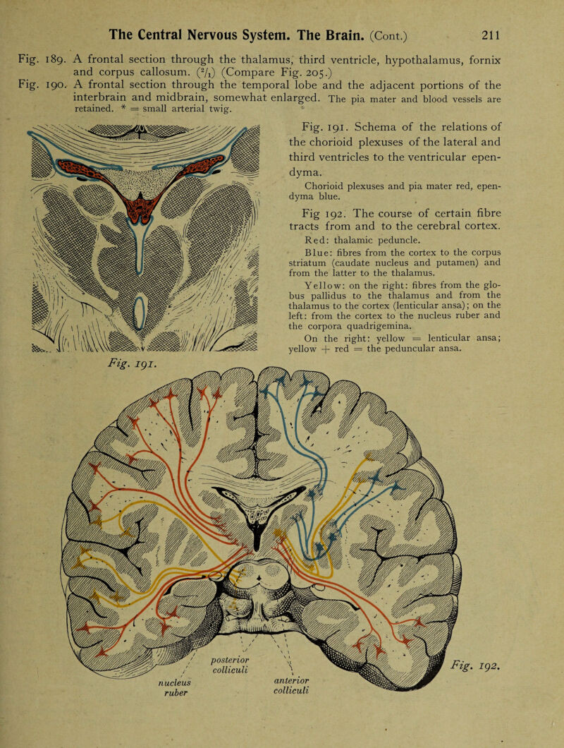 Fig. 189. A frontal section through the thalamus, third ventricle, hypothalamus, fornix and corpus callosum. (2/x) (Compare Fig. 205.) Fig. 190. A frontal section through the temporal lobe and the adjacent portions of the interbrain and midbrain, somewhat enlarged. The pia mater and blood vessels are retained. * = small arterial twig. Fig. 191. Schema of the relations of the chorioid plexuses of the lateral and third ventricles to the ventricular epen¬ dyma. Chorioid plexuses and pia mater red, epen¬ dyma blue. Fig 192. The course of certain fibre tracts from and to the cerebral cortex. Red: thalamic peduncle. Blue: fibres from the cortex to the corpus striatum (caudate nucleus and putamen) and from the latter to the thalamus. Yellow: on the right: fibres from the glo¬ bus pallidus to the thalamus and from the thalamus to the cortex (lenticular ansa); on the left: from the cortex to the nucleus ruber and the corpora quadrigemina. On the right: yellow = lenticular ansa; yellow -j- red = the peduncular ansa.