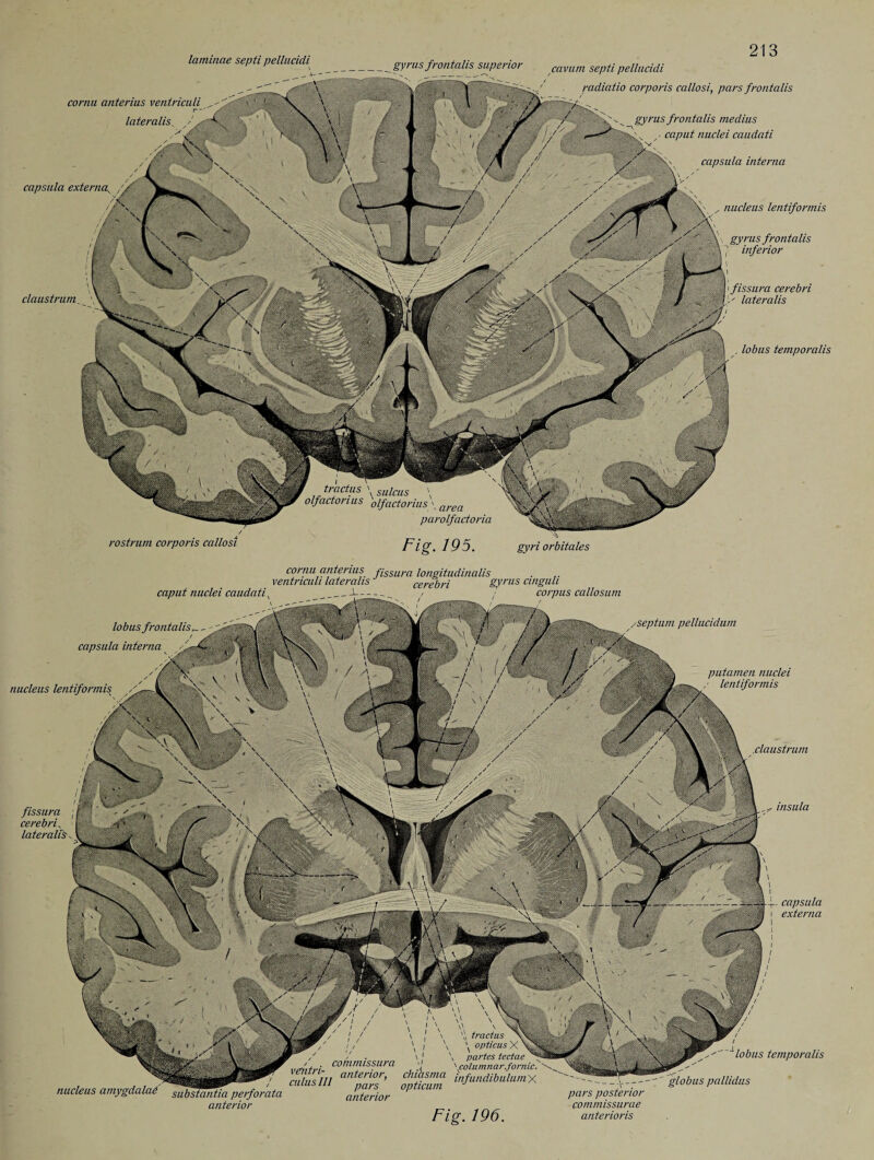 laminae se’jtl Pellucidi^ ^_gyrus,frontalis superior cavum septi pellucidi cornu anterius veniriculi lateralis, 'SjC >,?, X;v capsula externa\ radiatio corporis callosi, pars frontalis gyrus frontalis medius - . caput nuclei cciudati Bhv capsula interna nucleus lentiformis ' - \ gyrus frontalis pW A ’ inferior claustrum i fissura cerebri l' lateralis . lobus temporalis rostrum corporis callosi Fig. 195. gyri orbitales nucleus lentiformis^ A cornu anterius fissura longitudinalis . ventriculi lateralis cerebri Syms ctnguli caput nuclei caudati 4 Jamiim.' / corpus callosum lobus frontalisr - V \ ^ \/ V '.// ' /) capsula interna ^ -C 4 | ^ '/•-X üf / / ' /septum pellucidum putamen nuclei ■ lentiformis claustrum fissura ; cerebri , lateralis r insula capsula externa \ i \ \ opticusx iyLXrP \ * \ , . » ' \ partes tectae ^ v /. . commissura ; \cilumnarJomic ^jgPPf ST/// i,lfu'ldibulum X - nucleus amygdalae substantia perforata anterior ' pars posterior anterior commissurae Fig. 196. anterioris lobus temporalis globus pallidas