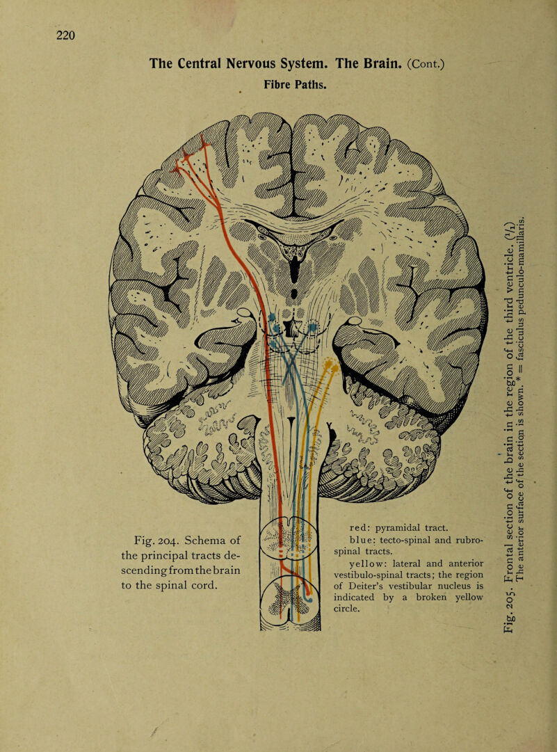 The Central Nervous System. The Brain. (Cont.) Fibre Paths. Fig. 204. Schema of the principal tracts de¬ scending from the brain to the spinal cord. red: pyramidal tract, blue: tecto-spinal and rubro¬ spinal tracts. yellow: lateral and anterior vestibulo-spinal tracts; the region of Deiter’s vestibular nucleus is indicated by a broken yellow circle. / Fig. 205. Frontal section of the brain in the region of the third ventricle. (1/x) The anterior surface of the section is shown. * = fasciculus pedunculo-mamillaris.