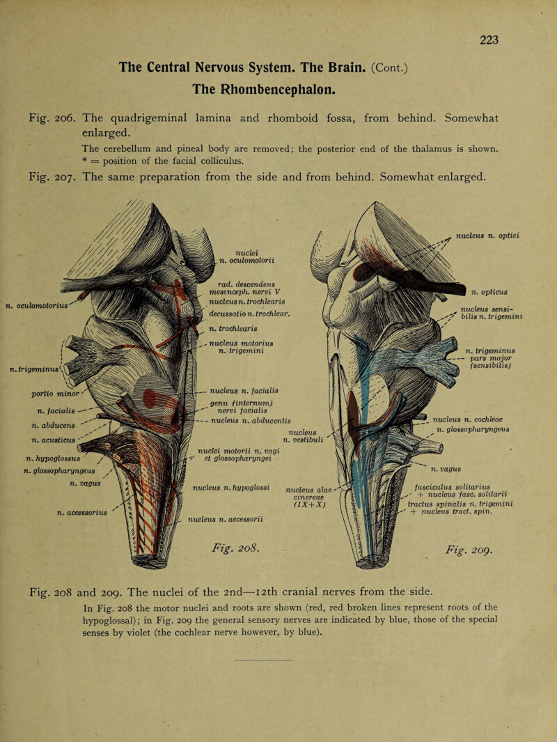 The Rhombencephalon. 223 Fig. 206. The quadrigeminal lamina and rhomboid fossa, from behind. Somewhat enlarged. The cerebellum and pineal body are removed; the posterior end of the thalamus is shown. * = position of the facial colliculus. Fig. 207. The same preparation from the side and from behind. Somewhat enlarged. n. oculomotorius nuclei n. oculomotorii rad. descendens mesenceph. nervi V nucleus n. trochlearis decussatio n. trochlear. n. trochlearis nucleus motorius n. trigemini nucleus n. facialis genu (internum) nervi facialis - nucleus n. abducentis nucleus n. vestibuli nuclei motorii n. vagi ■?’ et glossopharyngei Fig. 208. nucleus n. optici n. opticus nucleus sensi- bilis n. trigemini n. trigeminus pars major (sensibilis) Fig. 20g. I I I n. trigeminus\ \ \ V portio minor n. facialis - n. abducens n. acusticus ' n. hypoglossus n. glossopharyngeus n. vagus n. accessorius nucleus alae cinereae (IX+X) nucleus n. cochleae n. glossopharyngeus n.vagus fasciculus solitarius ' + nucleus fasc. solilarii tractus spinalis n. trigemini 4- nucleus tract, spin. nucleus n. hypoglossi nucleus n. accessorii Fig. 208 and 209. The nuclei of the 2nd—12th cranial nerves from the side. In Fig. 208 the motor nuclei and roots are shown (red, red broken lines represent roots of the hypoglossal); in Fig. 209 the general sensory nerves are indicated by blue, those of the special senses by violet (the cochlear nerve however, by blue).