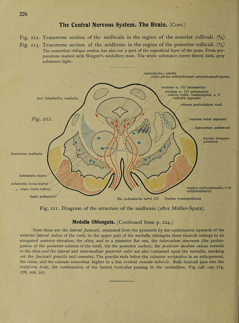 The Central Nervous System. The Brain. (Com.) Fig. 212. Transverse section of the midbrain in the region of the anterior colliculi. (4/i) Fig. 213. Transverse section of the midbrain in the region of the posterior colliculi. (4/0 The somewhat oblique section has also cut a part of the superficial layer of the pons. From pre¬ parations stained with Weigert’s medullary stain. The white substance (nerve fibres) dark, grey substance light. substantia nigra'' substantia (zona nigra) ,, nigra (zona rubra)'' basis pedunculi , tractus corticospinalis (+lr. corticobulbaris) fila radicularia nervi III tractus jrontopontinus Fig. 211. Diagram of the structure of the midbrain (after Müller-Spatz). tractus temporo- pontinus lemniscus medialis aquaeductus cerebri , subst. grisea colliculi super. corporis quadrigemin. nucleus n. Ill accessorius nucleus n. Ill principalis ,' , cellula radio, mesencephal. n. V radiatio tegmenti , corpus geniculatum med. Fig. 211. nucleus ruber tegmenti __, tegmentum pedunculi fasc. longitudin. medialis. Medulla Oblongata. (Continued from p. 224.) Next these are the lateral funiculi, separated from the pyramids by the continuation upwards of the anterior lateral sulcus of the cord; in the upper part of the medulla oblongata these funiculi enlarge to an elongated anterior elevation, the olive, and to a posterior flat one, the tuberculum cinereum (the prolon¬ gation of the posterior column of the cord). On the posterior surface, the posterior median sulcus extends to the obex and the lateral and intermediate posterior sulci are also continued upon the medulla, marking out the fasciculi gracilis and cuneatus. The gracilis ends below the calamus scriptorius in an enlargement, the clava, and the cuneate somewhat higher in a less evident cuneate tubercle. Both funiculi pass into the restiform body, the continuation of the lateral funiculus passing to the cerebellum. Fig. 148, 149, 174, 178, 206, 207. /