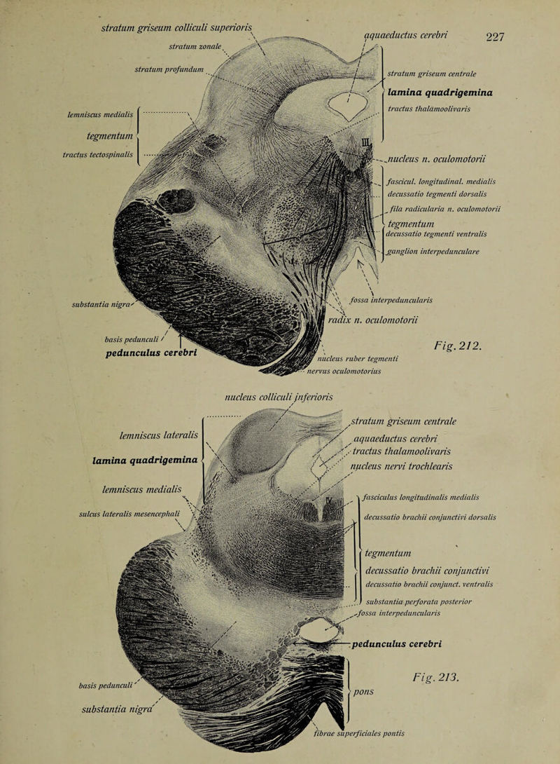 stratum griseum colliculi stratum zonale stratum griseum centrale lamina quadrigemina tractus thalamoolivaris nucleus n. oculomotorii ciquaeductus cerebri 227 stratum profundum lemniscus media/is tegmentum tractus tectospinalis substantia \ ^ fossa Interpeduncularis radix n. oculomotorii basis pedunculi / pedunculus nucleus ruber tegmenti ■ ■ nervus oculomotorius Fig. 212. fascicul. longitudinal, medialis decussatio tegmenti dorsalis fila radicularia n. oculomotorii , tegmentum decussatio tegmenti ventralis ganglion interpedunculare griseum centrale aquaeductus cerebri .. tractus thalamoolivaris nucleus ncrvi trochlearis fasciculus longitudinalis medialis decussatio brachii conjunctive dorsalis tegmentum decussatio brachii conjunctivi decussatio brachii conjunct, ventralis substantia perforata posterior interpeduncularis basis pedunculi / substantia nigra' lemniscus lateralis lamina quadrigemina lemniscus medialis sulcus lateralis mesencephali cerebri Fig. 213. pedunculus > pons