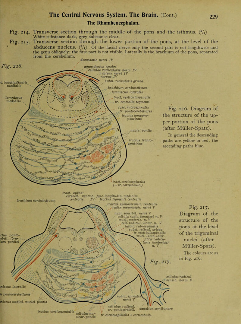 The Rhombencephalon. Fig. 214. Transverse section through the middle of the pons and the isthmus. (5/i) White substance dark, grey substance clear. Fig-215. Transverse section through the lower portion of the pons, at the level of the abducens nucleus. (5/i) Of the facial nerve only the second part is .cut lengthwise and the genu obliquely; the first part is not visible. Laterally is the brachium of the pons, separated from the cerebellum. decussatio nervi IV Fig. 216. iC. longitudinalis medialis l emniscus medialis tract, corticospinalis (+ tr. cortico bulb.) aquaeductus cerebri , cellulae radiculares nervi IV nucleus nervi IV nervus IV subst. reticularis grisea brachium conjunctivum lemniscus lateralis tract, vestibulospinalis tr. centralis tegmenti _ fasc. rubrospinalis „tr. pontocerebellaris tractus temporo- pontinus nuclei pontis tractus fronto- pontinus *< Fig. 216. Diagram of the structure of the up¬ per portion of the pons (after Müller-Spatz). In general the descending paths are yellow or red, the ascending paths blue. tract, spino- cerebell. ventric. fasc.longitudin. medialis brachium conjunctivum ventralis IV tractus tegmenti centralis Fig. 217. Diagram of the structure of the pons at the level of the trigeminal nuclei (after Müller-Spatz). The colours are as in Fig. 216. cellulae radicul. sensib. nervi V tniseus lateralis le pontocerebellares Fig. 21J. miscus medial, nuclei pontis xtus ponto- ebell. (bra- --. ium pontis) tractus spinocerebell. ventralis srradix mesenceph. nervi V nucl. sensibil. nervi V ■ cellula radic. lemnisci n. V ,,' nucl. motoric, n. V cell, radicul. motor, n. V jascic. rubrospinalis . subst. reticul. grisea tr. vestibulospinalis 'nucl. lemn. later, fibra radicu- laris (motorica) n. V tractus corticopontalis cellulae nu¬ clear. pontis , tr. pontocerebell. ganglion semilunare tr. cortico spinalis + corticobulb.