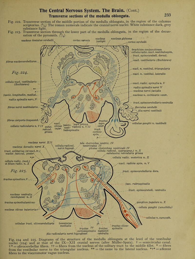 Transverse sections of the medulla oblongata. 233 Fig. 222. Transverse section of the middle portion of the medulla oblongata, in the region of the calamus scriptorius. (7/x) The roman numerals indicate the cranial nerve nuclei. White substance dark, grey substance light. Fig. 223. Transverse section through the lower part of the medulla oblongata, in the region of the decus¬ sation of the pyramids. (7/x) nucleus dentatus cerebelli, , . nucleus nucleus globosus cortex vermis fnvtimi ' . , jasuyu / , cortex cerebelli fibrae nucleocerebellares Fig. 224. cellula nucl. vestibularis (Bechterew) ** *- fascic. longitudin. medial, radix spinalis nerv. V >>- fibrae nervi vestibularis fibrae corporis trapezoid. cellula radicularis n. V11 Subst. °^vae ^esti' radicisn!V// centr./ reticul. ^nfer• yyXo spinalis tract. I gnsea cortico-- spin. /' brachium conjunctivum ''cellula radic. nucl. vestibulospin. tract, spinocerebell. dorsal. ^nucl. vestibularis (Bechterew) ,-nucl. n. vestibul. triangularis ,-nucl. n. vestibul. lateralis nucl. radic. spinalis n. V radix spinalis nervi V - nucleus nervi facialis .nucleus n. cochlearis ventr. tract, spinocerebellaris ventralis fg, flocculus cerebelli sfila nervi vestibuli cellulae ganglii n. vestibuli nucleus nervi XII \ nucleus dorsalis nervi X, tract, solitaries (et nucl.tr.) nuclei funicul. poster. cellula radic. (mot.) et filum radic. n. X cellula radicul. , nervi hypogl. / Fig. 225. tractus spinalisn.V nucleus ventralis (ambiguus) n. X ’ tractus spinothalamicus nucleus olivae inferioris tela chorioidea ventric. IV ' ventriculus IV plexus choroideus ventriculi IV , cellula radicul. (parasymp.) n. X substantia reticularis grisea cellula radic. motorica n. X _ - nucl. radicis spin. n. V tract, spinocerebellaris dors. -fasc. rubrospinalis tract, spinocerebell. ventralis ganglion jugulare n. X cellula ganglii (sensibilis) ^cellulae n. sympath. cellulae tract, olivocerebellaris lemniscus medialis ' tractus tractus \ corticospinalis tegmenti fila radicularia nervi hypoglossi centralis Ll UCtUS uuvu- spinalis Fig. 224 and 225. Diagrams of the structure of the medulla oblongata at the level of the vestibular nuclei (224) and at that of the IX—XII cranial nerves (after Müller-Spatz), t = semicircular canal, f * = olivocerebellar fibres. ++ = fibres from the nucleus of the solitary tract to the middle fillet. * = fibres from the vestibular nerve to the triangular nucleus. ** = the same to the lateral nucleus. *+* = afferent fibres to the visceromotor vagus nucleus.