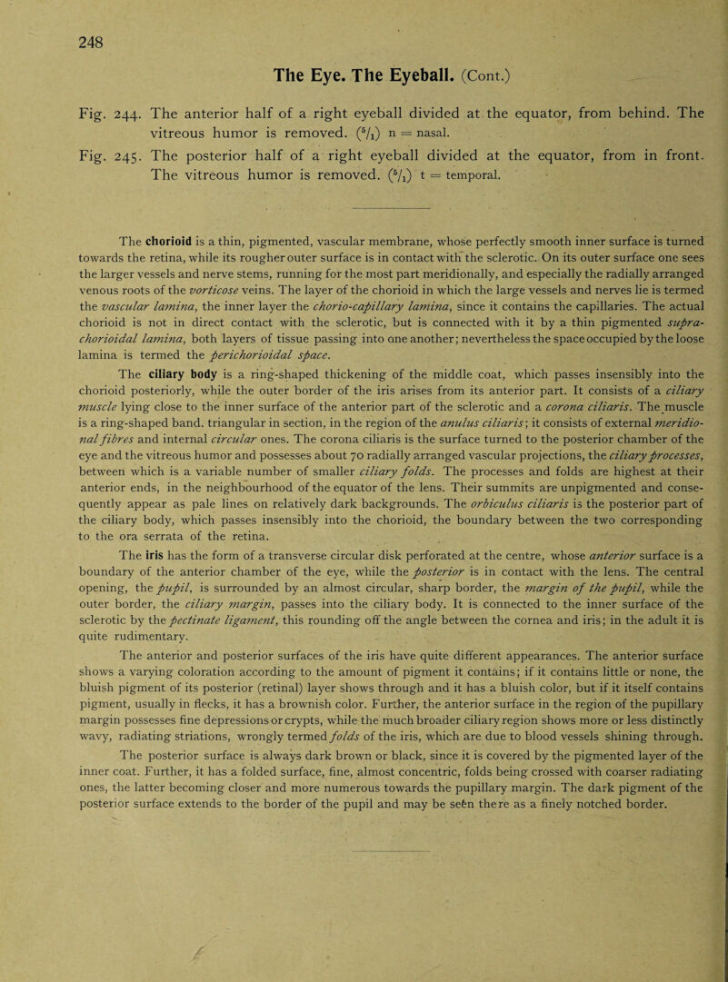 The Eye. The Eyeball. (Cont.) Fig. 244. The anterior half of a right eyeball divided at the equator, from behind. The vitreous humor is removed. (5/x) n = nasal. Fig. 245. The posterior half of a right eyeball divided at the equator, from in front. The vitreous humor is removed. (5/i) t — temporal. The chorioid is a thin, pigmented, vascular membrane, whose perfectly smooth inner surface is turned towards the retina, while its rougher outer surface is in contact with the sclerotic. On its outer surface one sees the larger vessels and nerve stems, running for the most part meridionally, and especially the radially arranged venous roots of the vorticose veins. The layer of the chorioid in which the large vessels and nerves lie is termed the vascular lamina, the inner layer the chorio-capillary lamina, since it contains the capillaries. The actual chorioid is not in direct contact with the sclerotic, but is connected with it by a thin pigmented supra- chorioidal lamina, both layers of tissue passing into one another; nevertheless the space occupied by the loose lamina is termed the perichorioidal space. The ciliary body is a ring-shaped thickening of the middle coat, which passes insensibly into the chorioid posteriorly, while the outer border of the iris arises from its anterior part. It consists of a ciliary muscle lying close to the inner surface of the anterior part of the sclerotic and a corona ciliaris. The muscle is a ring-shaped band, triangular in section, in the region of the anulus ciliaris', it consists of external meridio¬ nal fibres and internal circular ones. The corona ciliaris is the surface turned to the posterior chamber of the eye and the vitreous humor and possesses about 70 radially arranged vascular projections, the ciliary processes, between which is a variable number of smaller ciliary folds. The processes and folds are highest at their anterior ends, in the neighbourhood of the equator of the lens. Their summits are unpigmented and conse¬ quently appear as pale lines on relatively dark backgrounds. The orbiculus ciliaris is the posterior part of the ciliary body, which passes insensibly into the chorioid, the boundary between the two corresponding to the ora serrata of the retina. The iris has the form of a transverse circular disk perforated at the centre, whose anterior surface is a boundary of the anterior chamber of the eye, while the posterior is in contact with the lens. The central opening, the pupil, is surrounded by an almost circular, sharp border, the margin of the pupil, while the outer border, the ciliary margin, passes into the ciliary body. It is connected to the inner surface of the sclerotic by thpectinate ligament, this rounding off the angle between the cornea and iris; in the adult it is quite rudimentary. The anterior and posterior surfaces of the iris have quite different appearances. The anterior surface shows a varying coloration according to the amount of pigment it contains; if it contains little or none, the bluish pigment of its posterior (retinal) layer shows through and it has a bluish color, but if it itself contains pigment, usually in flecks, it has a brownish color. Further, the anterior surface in the region of the pupillary margin possesses fine depressions or crypts, while the much broader ciliary region shows more or less distinctly wavy, radiating striations, wrongly termed folds of the iris, which are due to blood vessels shining through. The posterior surface is always dark brown or black, since it is covered by the pigmented layer of the inner coat. Further, it has a folded surface, fine, almost concentric, folds being crossed with coarser radiating ones, the latter becoming closer and more numerous towards the pupillary margin. The dark pigment of the posterior surface extends to the border of the pupil and may be sefen there as a finely notched border.