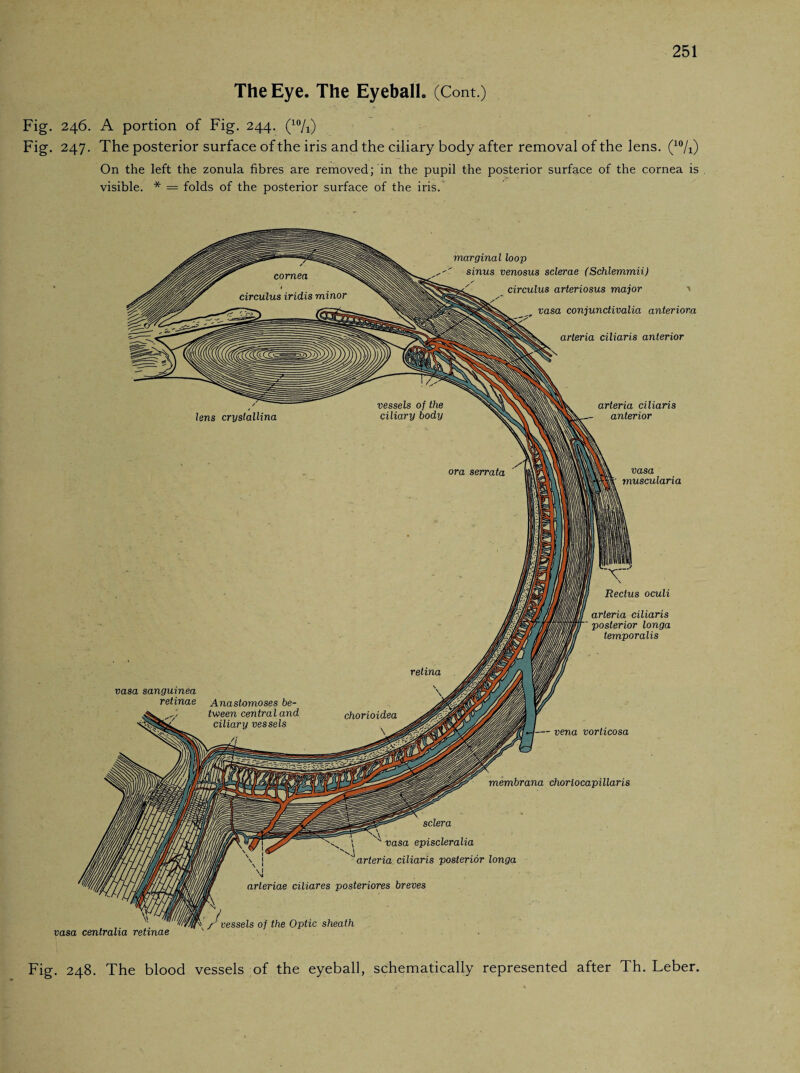 The Eye. The Eyeball. (Cont.) Fig. 246. A portion of Fig. 244. (10/i) Fig. 247. The posterior surface of the iris and the ciliary body after removal of the lens. (10/i) On the left the zonula fibres are removed; in the pupil the posterior surface of the cornea is visible. * = folds of the posterior surface of the iris. Fig. 248. The blood vessels of the eyeball, schematically represented after Th. Leber.