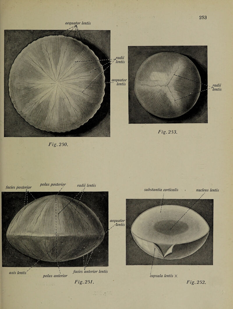 g-adii lentis Fig. 250. radii lentis / polus posterior axis lentis' polus anterior facies anterior lentis substantia corticalis < nucleus lentis capsula lentis X Fig. 251 Fig. 252