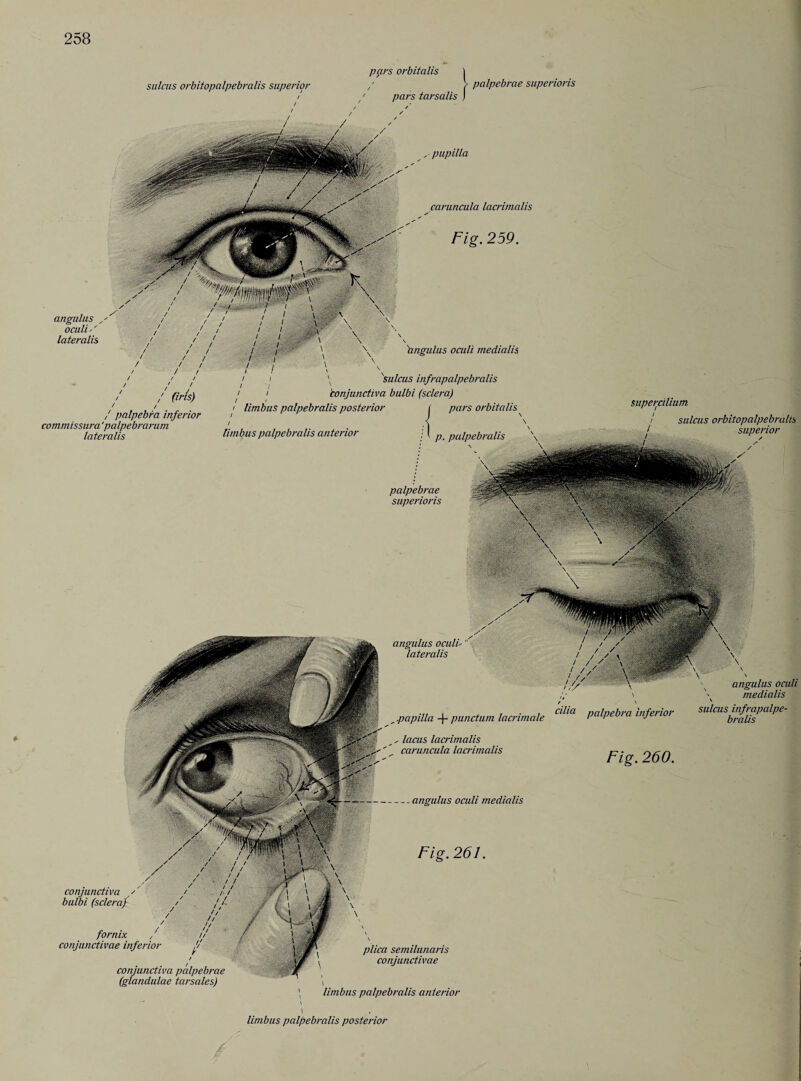 *■ pars orbitalis sulcus orbitopalpebralis superior caruncula lacrimalis F'lg. 259. angulus y oculi'' lateralis / / / / ' > / / / / / t / / / / / / /x / / / / palpebra inferior commissura ‘palpebrarum lateralis / . i / / / / / / / / / limbus palpebralis posterior / limbus palpebralis anterior \ angulus oculi medialis \ \ sulcus infrapalpebralis Conjunctiva bulbi (sclera) pars orbitalis • ' palpebralis supercilium i sulcus orbitopalpebralis t superior palpebrae superioris -angulus oculi medialis conjunctiva / bulbi (sclera) / / / fornix. ,/ conjunctivae inferior conjunctiva palpebrae (glandulae tarsales) pars tarsalis palpebrae superioris ,■ pup ilia angulus oculi- lateralis angulus oculi medialis , papilla + punctum lacrimale dUa P^pebra inferior Fig. 260. sulcus infrapalpe¬ bralis ■ lacus lacrimalis caruncula lacrimalis Fig. 261. . plica semilunaris , conjunctivae limbus palpebralis anterior l . limbus palpebralis posterior