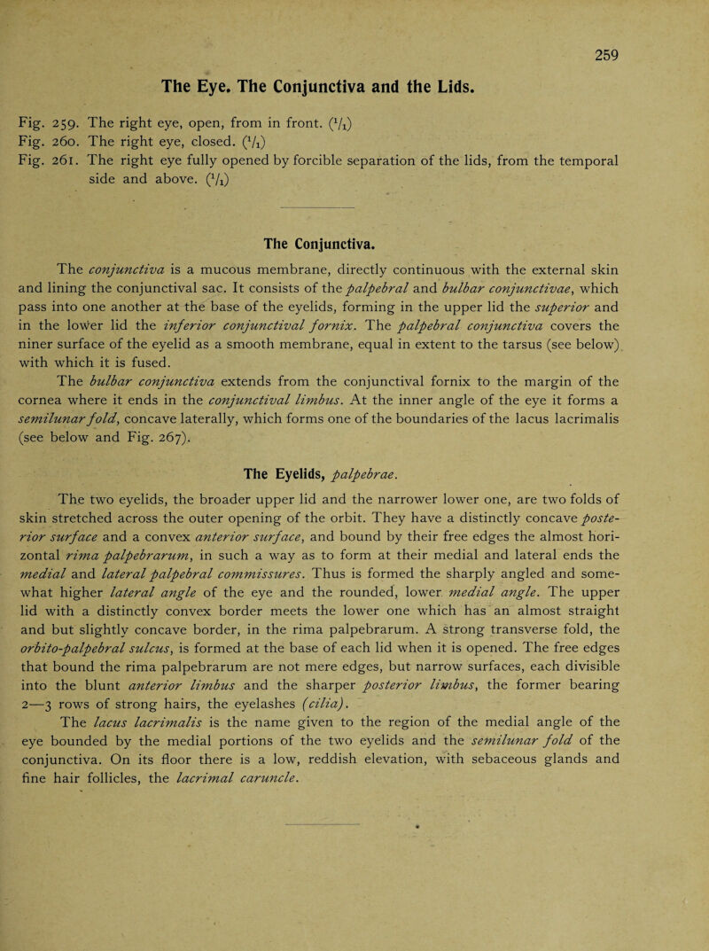 The Eye. The Conjunctiva and the Lids. Fig. 259. The right eye, open, from in front. (x/i) Fig. 260. The right eye, closed. (1/1) Fig. 261. The right eye fully opened by forcible separation of the lids, from the temporal side and above. (Vi) The Conjunctiva. The conjunctiva is a mucous membrane, directly continuous with the external skin and lining the conjunctival sac. It consists of tho. palpebral and bulbar conjunctivae, which pass into one another at the base of the eyelids, forming in the upper lid the superior and in the lower lid the inferior conjunctival fornix. The palpebral conjunctiva covers the niner surface of the eyelid as a smooth membrane, equal in extent to the tarsus (see below) with which it is fused. The bulbar conjunctiva extends from the conjunctival fornix to the margin of the cornea where it ends in the conjunctival limbus. At the inner angle of the eye it forms a semilunar fold, concave laterally, which forms one of the boundaries of the lacus lacrimalis (see below and Fig. 267). The Eyelids, palpebrae. The two eyelids, the broader upper lid and the narrower lower one, are two folds of skin stretched across the outer opening of the orbit. They have a distinctly concave poste¬ rior surface and a convex anterior surface, and bound by their free edges the almost hori¬ zontal rima palpebrarum, in such a way as to form at their medial and lateral ends the medial and lateral palpebral commissures. Thus is formed the sharply angled and some¬ what higher lateral angle of the eye and the rounded, lower medial angle. The upper lid with a distinctly convex border meets the lower one which has an almost straight and but slightly concave border, in the rima palpebrarum. A strong transverse fold, the orbito-palpebral sulcus, is formed at the base of each lid when it is opened. The free edges that bound the rima palpebrarum are not mere edges, but narrow surfaces, each divisible into the blunt anterior limbus and the sharper posterior limbus, the former bearing 2—3 rows of strong hairs, the eyelashes (cilia). The lacus lacrimalis is the name given to the region of the medial angle of the eye bounded by the medial portions of the two eyelids and the semilunar fold of the conjunctiva. On its floor there is a low, reddish elevation, with sebaceous glands and fine hair follicles, the lacrimal caruncle.