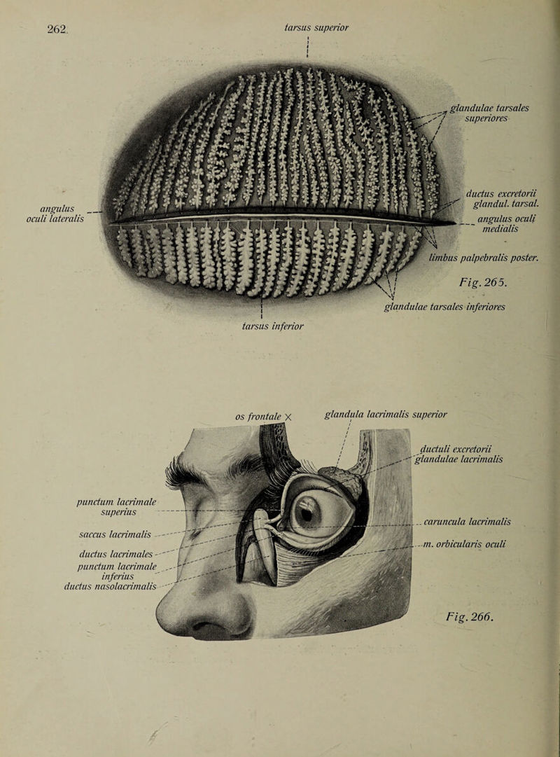 anguhis oculi lateralis J i I I ductus excretorii glandul. tarsal. angulus oculi medialis palpebralis poster. Fig. 265. glandulae tarsales inferiores tarsus inferior glandula lacrimalis superior ductuli excretorii glandulae lacrimalis punctum lacrimale superius saccus lacrimalis — ductus lacrimales - punctum lacrimale inferius ductus nasolacrimalis „ caruncula lacrimalis - in. orbicularis oculi