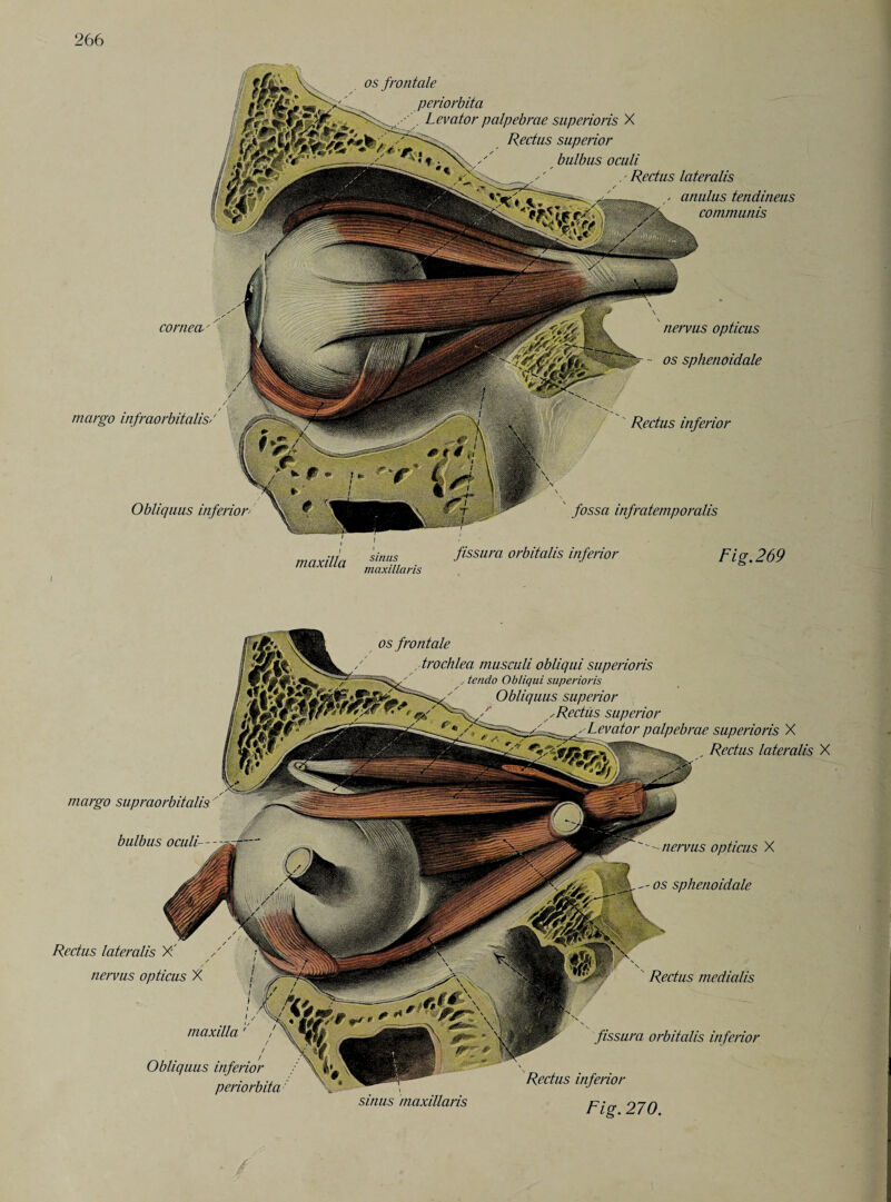 os frontale periorbita Levator palpebrae superioris X Rectus superior bulbus oculi . Rectus lateralis anulus tendineus communis Obliquus inferior' fossa infratemporalis corneci' margo infraorbitalis/ nervus opticus - os sphenoidale Rectus inferior maxilla sinus maxillans fissura orbitalis inferior Fig. 269 margo supraorbitalis ' os frontale trochlea musculi obliqui superioris tendo Obliqui superioris Obliquus superior - Rectus superior rae superioris X Rectus lateralis X bulbus oculi- nervus opticus X os sphenoidale Rectus lateralis X nervus opticus X maxilla Obliquus inferior periorbita sinus maxillaris Rectus medialis fissura orbitalis inferior Rectus inferior