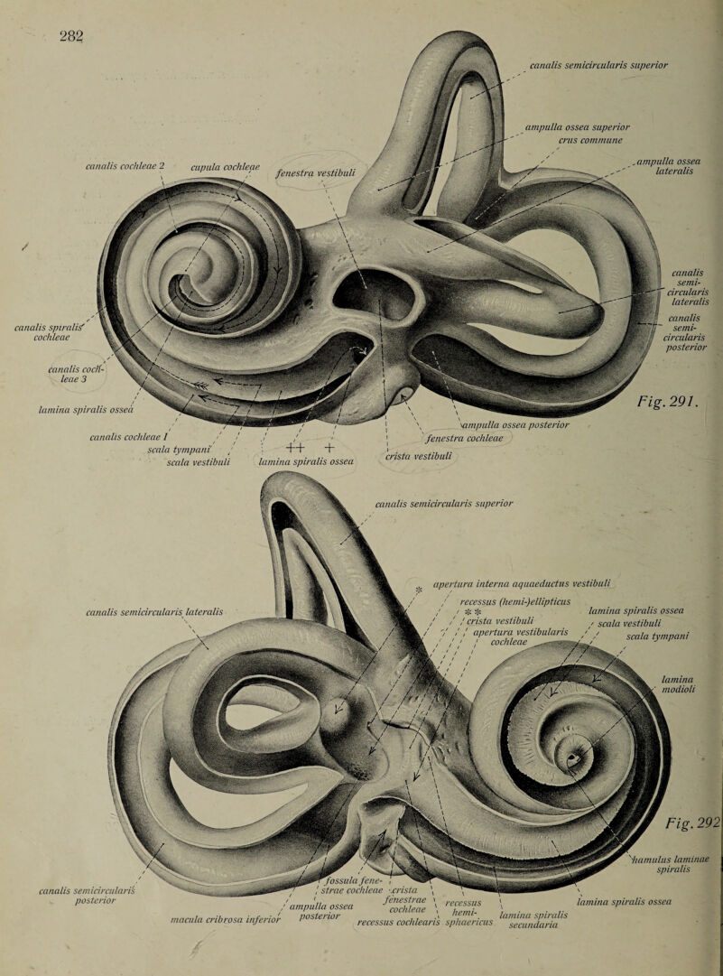 ampulla ossea superior crus commune canalis cochleae 2 cupula cochleae canalis spiralig cochleae canalis cocK- leae 3 lamina spiralis ossea _, ampulla ossea lateralis canalis semi- f circularis lateralis 'H canalis setni- circularis posterior Fig. 291. canalis cochleae I / scala tympani , 'ampulla ossea posterior fenestra cochleae scala vestibuli lamina spiralis ossea crista vestibuli canalis semicircularis superior canalis semicircularis lateralis apertura interna aquaeductus vestibuli / recessus (hemi-)ellipticus ; / sjc lamina spiralis ossea / / / crista vestibuli , scaia vestibuli / / // T'77düeafbUlariS O scala tym,mni canalis semicircularis posterior lamina ' modioli Fig. 292 ^^Tfossula fene- / strae cochleae -.crista \ ( / fenestrae ' i ; ampulla ossea rnrhlmp ' \ macula rrihrnsn inferior posterior A heim- lamina spiralis macula ci wrosa injei tor recessus cochlearis sphaencus secundaria 'hamulus laminae spiralis lamina spiralis ossea