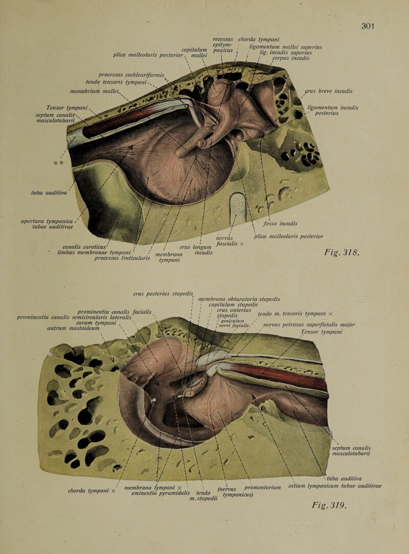 plica malleolaris posterior v mallei \ \ \ ' \ > processus cochlearifonnis tendo tensoris tympani manubrium mallei. recessus chorda tympani elnty.1' : ligamentum mallei superius capitulum panicus //£, incudis superius '■ 1 ! / corpus incudis Tensor tympani septum canalis musculo tubarii Jfl| crus breve incudis T'- ligamentum incudis m °s“n tuba auditiva apertura tympanica tubae auditivae canalis caroticus nervus fascia lis x fossa incudis plica malleolaris posterior limbus membranae tympani 1 / membrana incudis processus lenticularis tympani Fig. 318. crus posterius stapedis prominentia canalis facialis prominentia canalis semicircularis lateralis cavum tympani K antrum mastoideum \ membrana obturatoria stapedis ’ capitulum stapedis t i crus anterius , , , . , i i stapedis tendo m. tensoris tympani x i 1 i geniculum / ..... / nervi fayialisnervus petrosus superficialis major Tensor tympani , , . . ' membrana lympani x 1 (nervus promontorium chorda tympani x eminentia pyramidalis tendo ( tympanicus) m.stapedii J septum canalis musculotubarii tuba auditiva \ ostium tympanicum tubae auditivae
